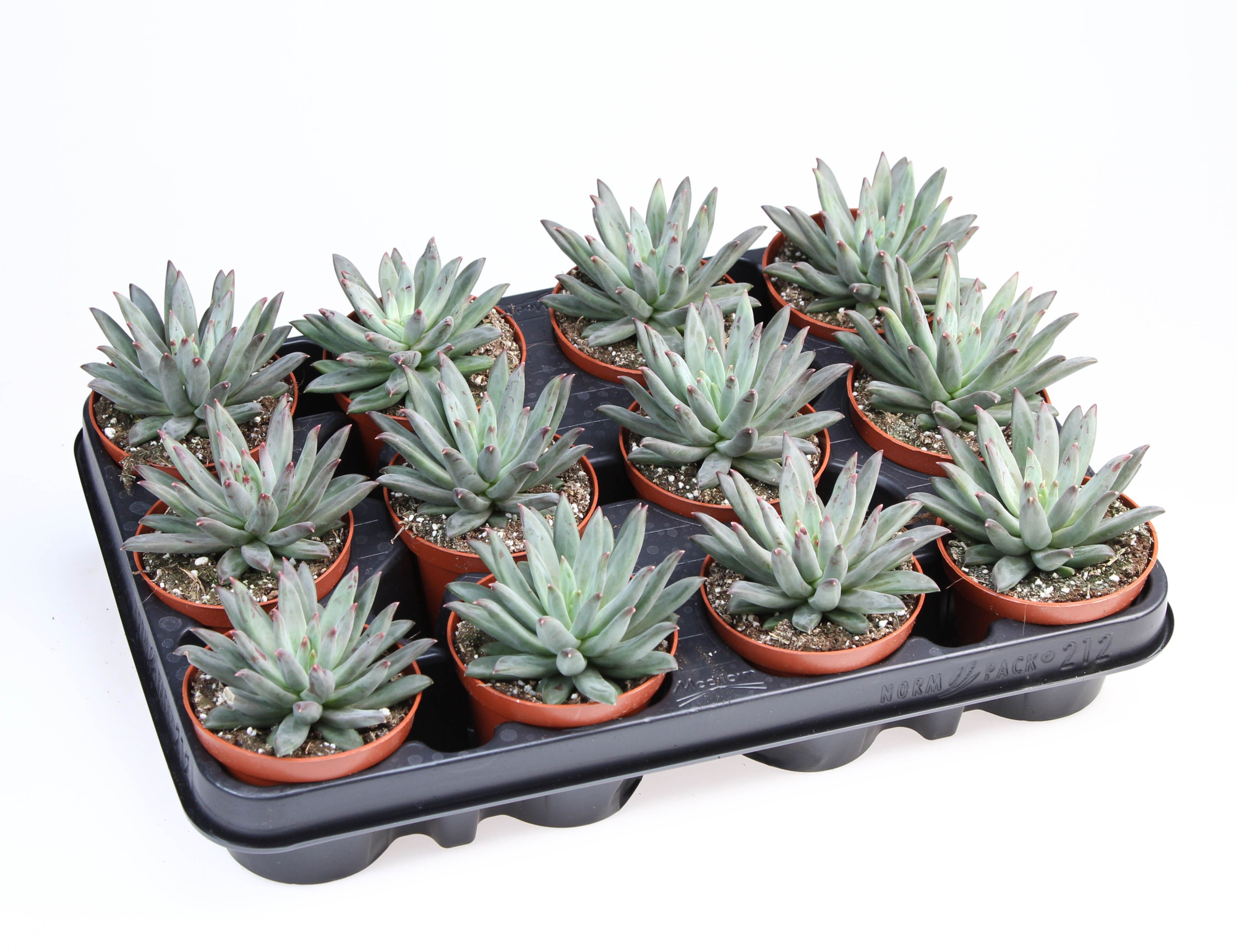 Echeveria Hybrid Nashira, D 8,5 cm