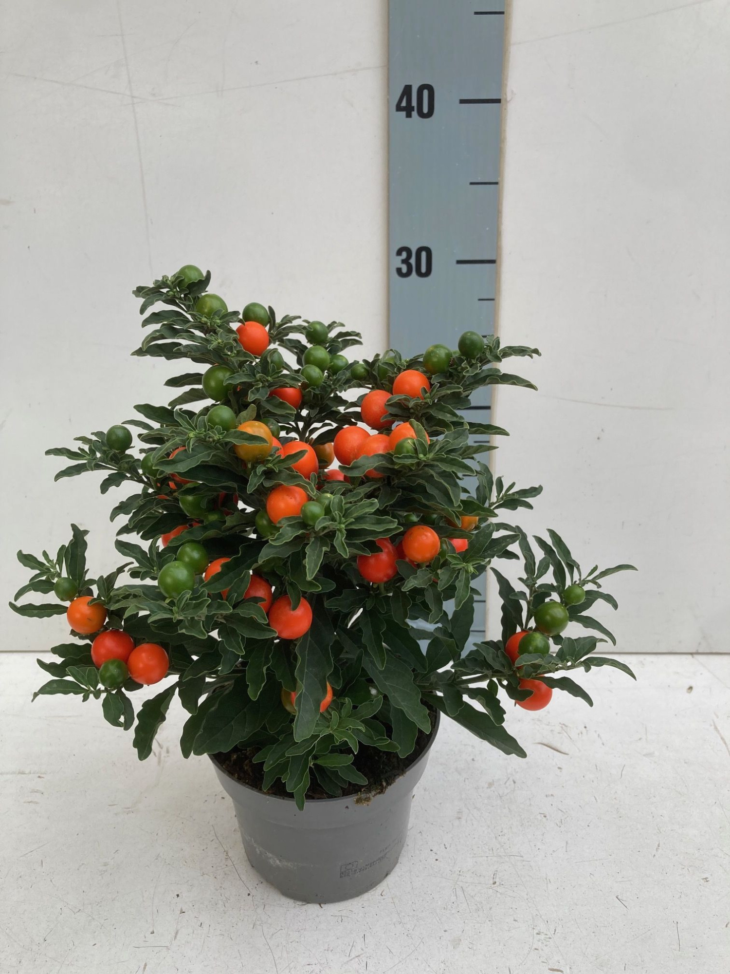Solanum pseudocapsicum thorino, D 13 cm