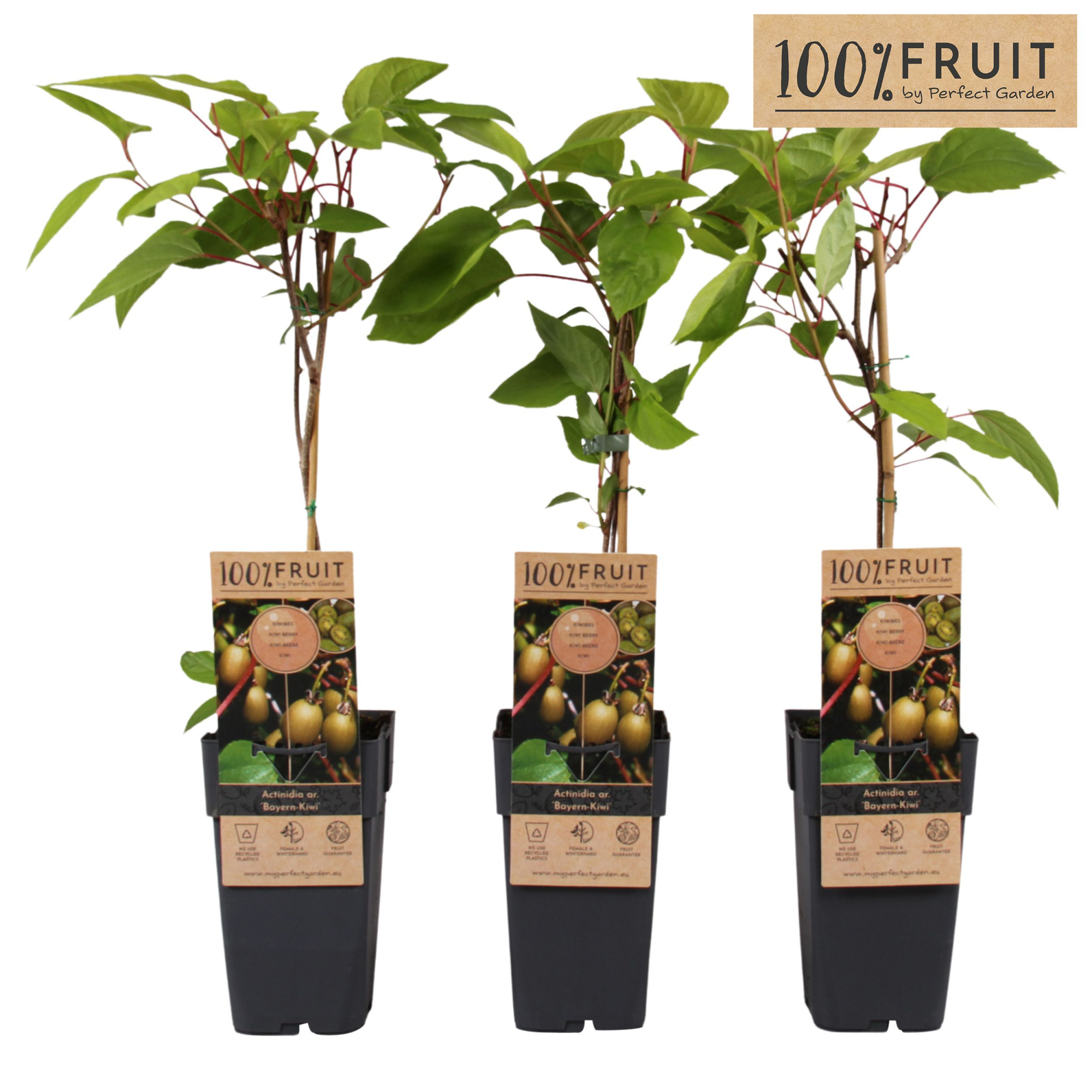 Actinidia arguta Bayern Kiwi P15, D 15 cm