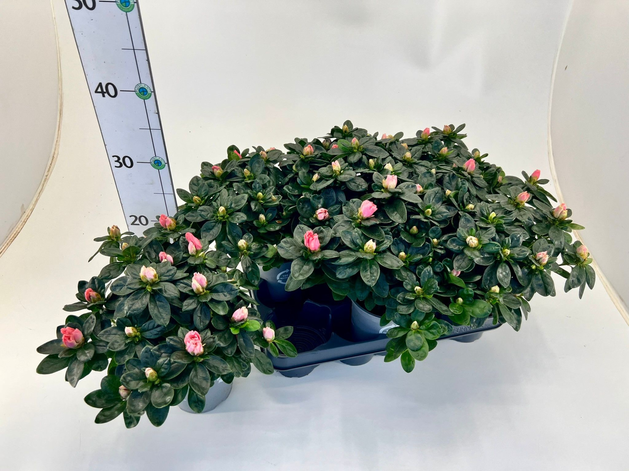 Rhododendron simsii T12 ⌀17 Mix, D 12