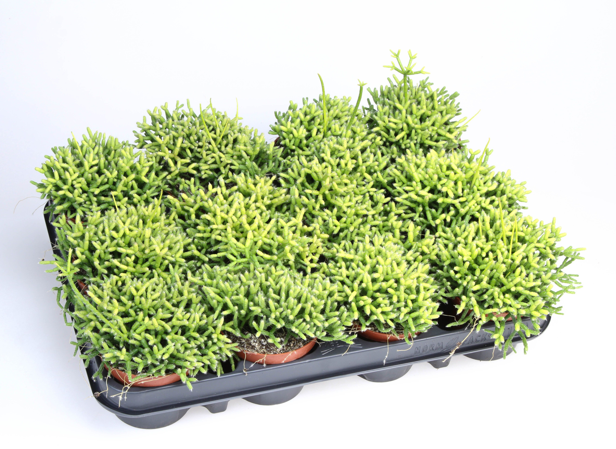 Rhipsalis cereuscula, D 8,5 cm