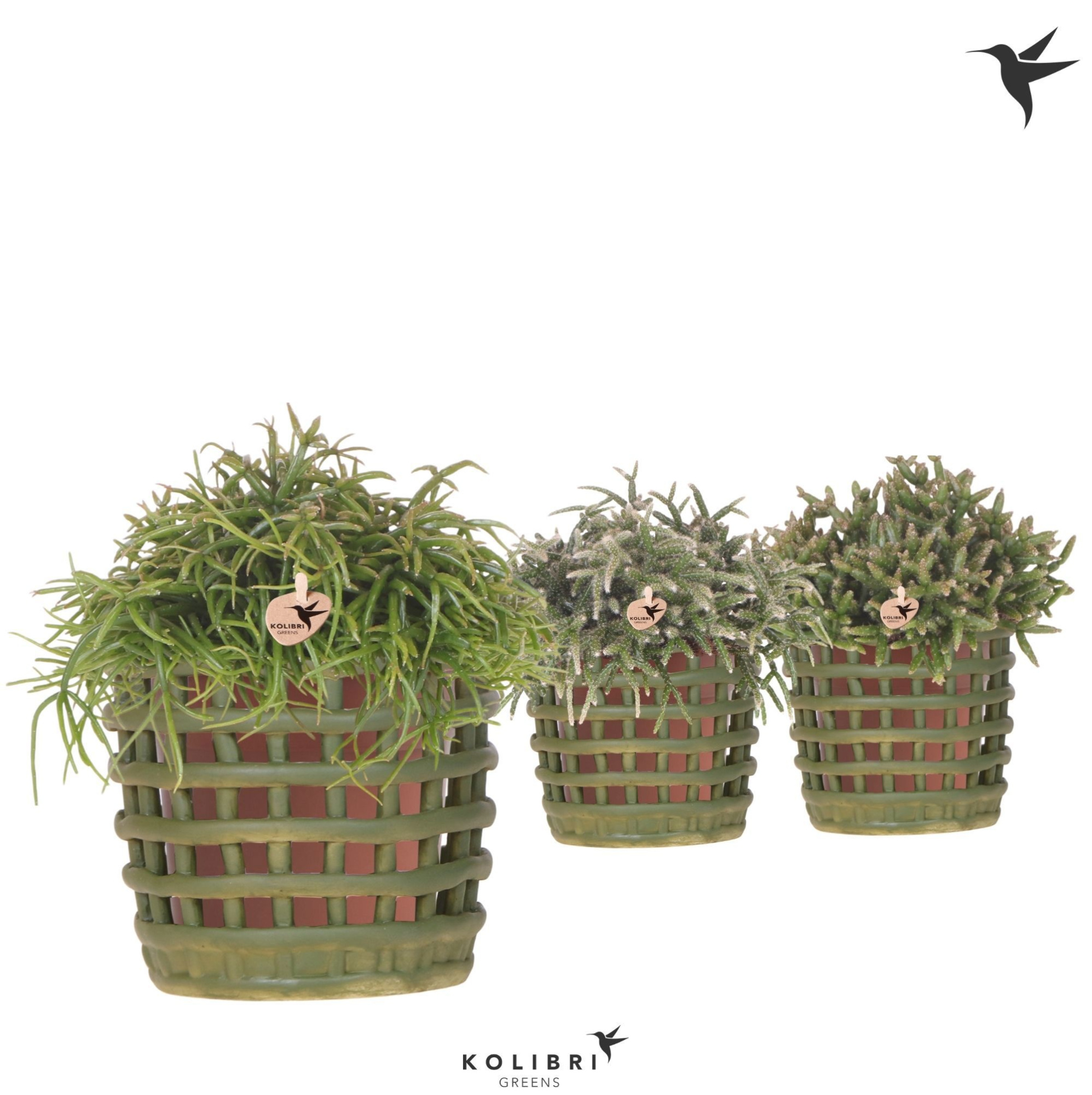 Kolibri Greens Rhipsalis mix in Mesh pot green, D 12