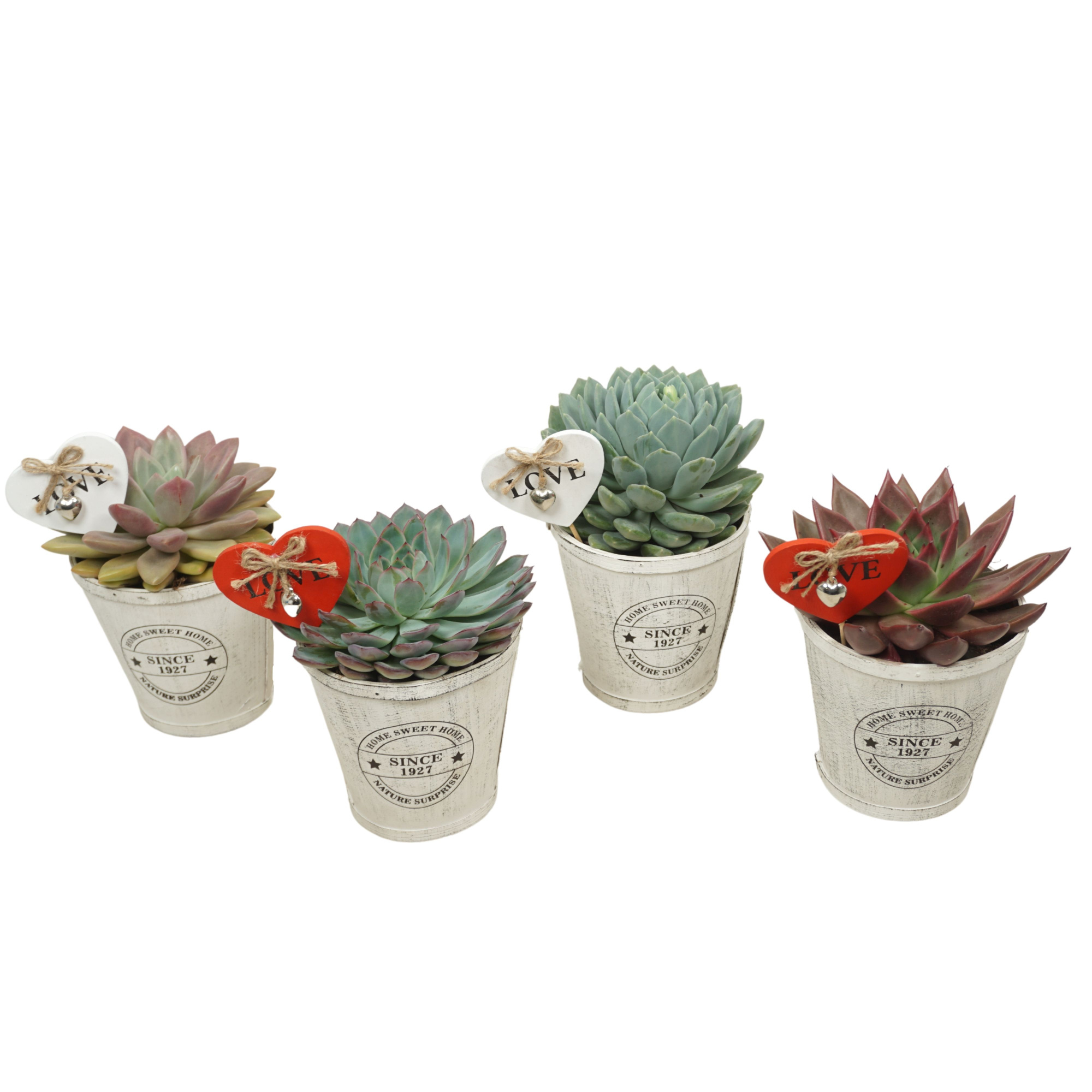 Echeveria mix 13 cm in 'Berken pot' met steker, D 13 cm