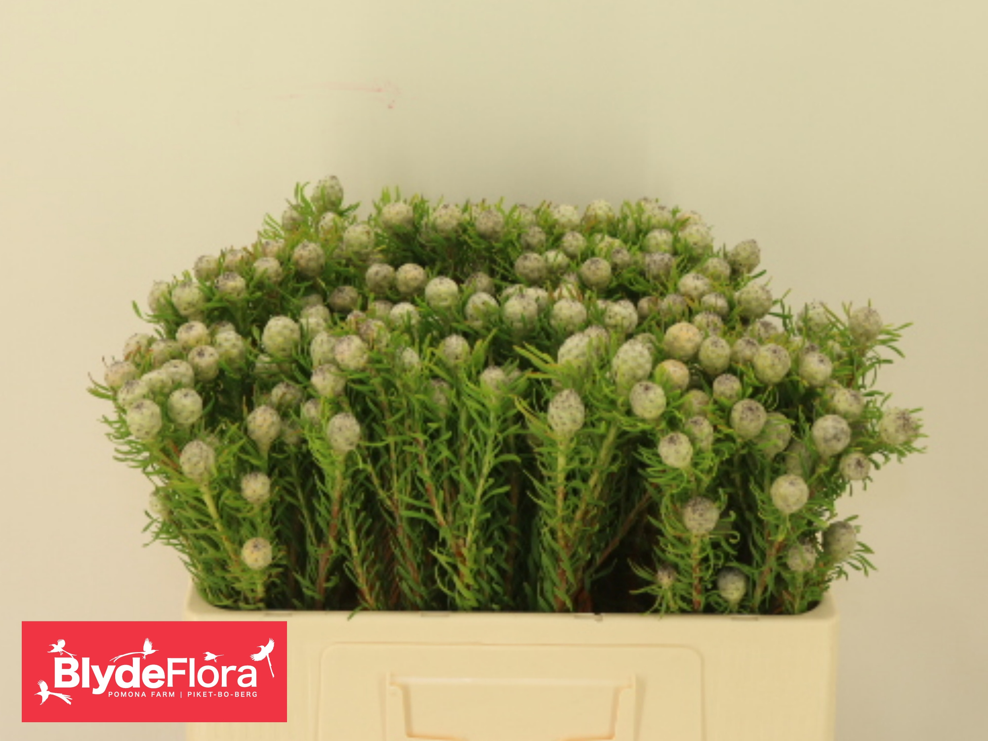 Леукадендрон Джейд Перл Спрей 50, шт.