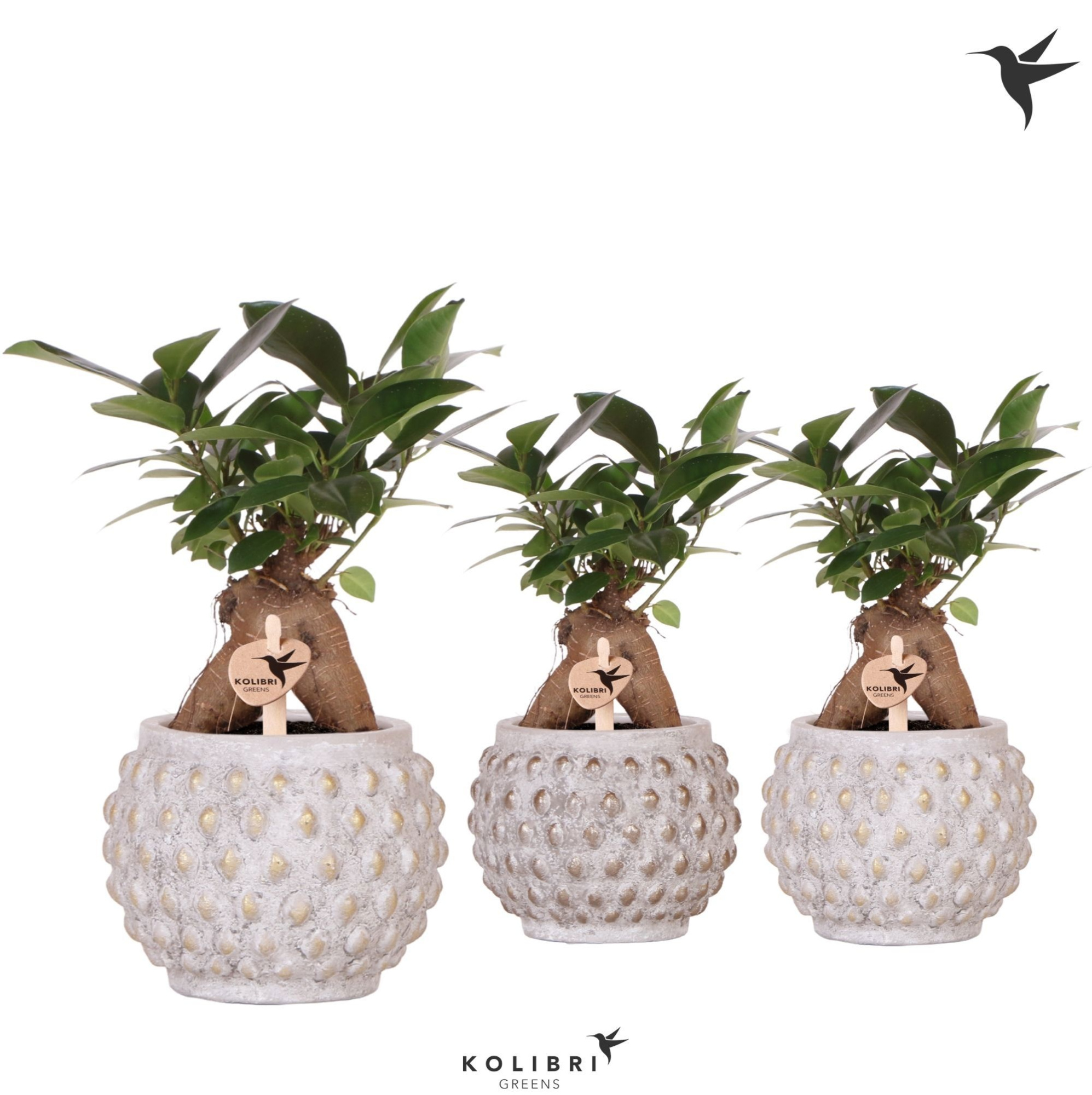 Kolibri Greens Ficus Ginseng Retusa in Marrakesh pot gold copper mix, D 9 cm