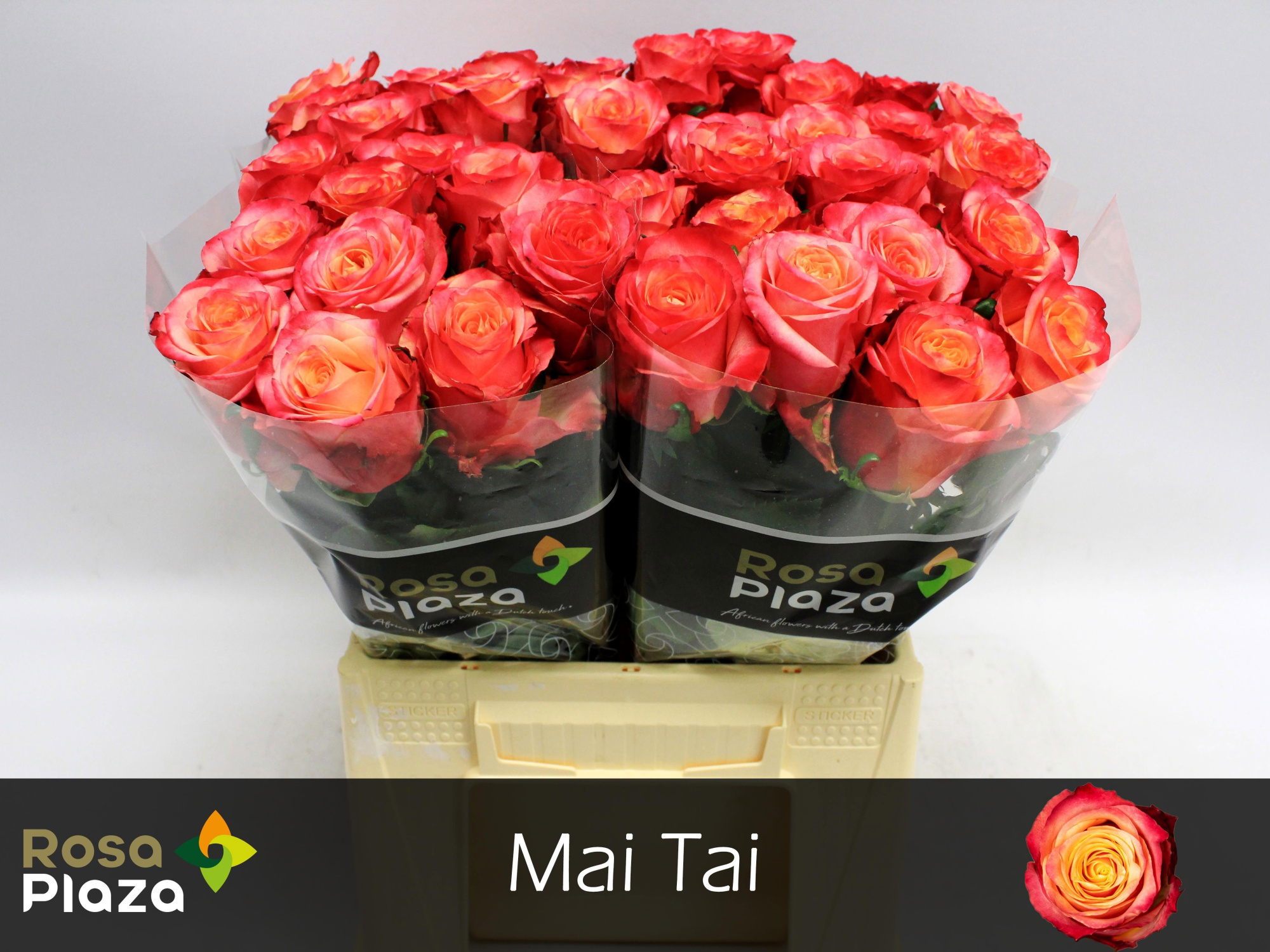Роза од. Май Тай 40, шт.
