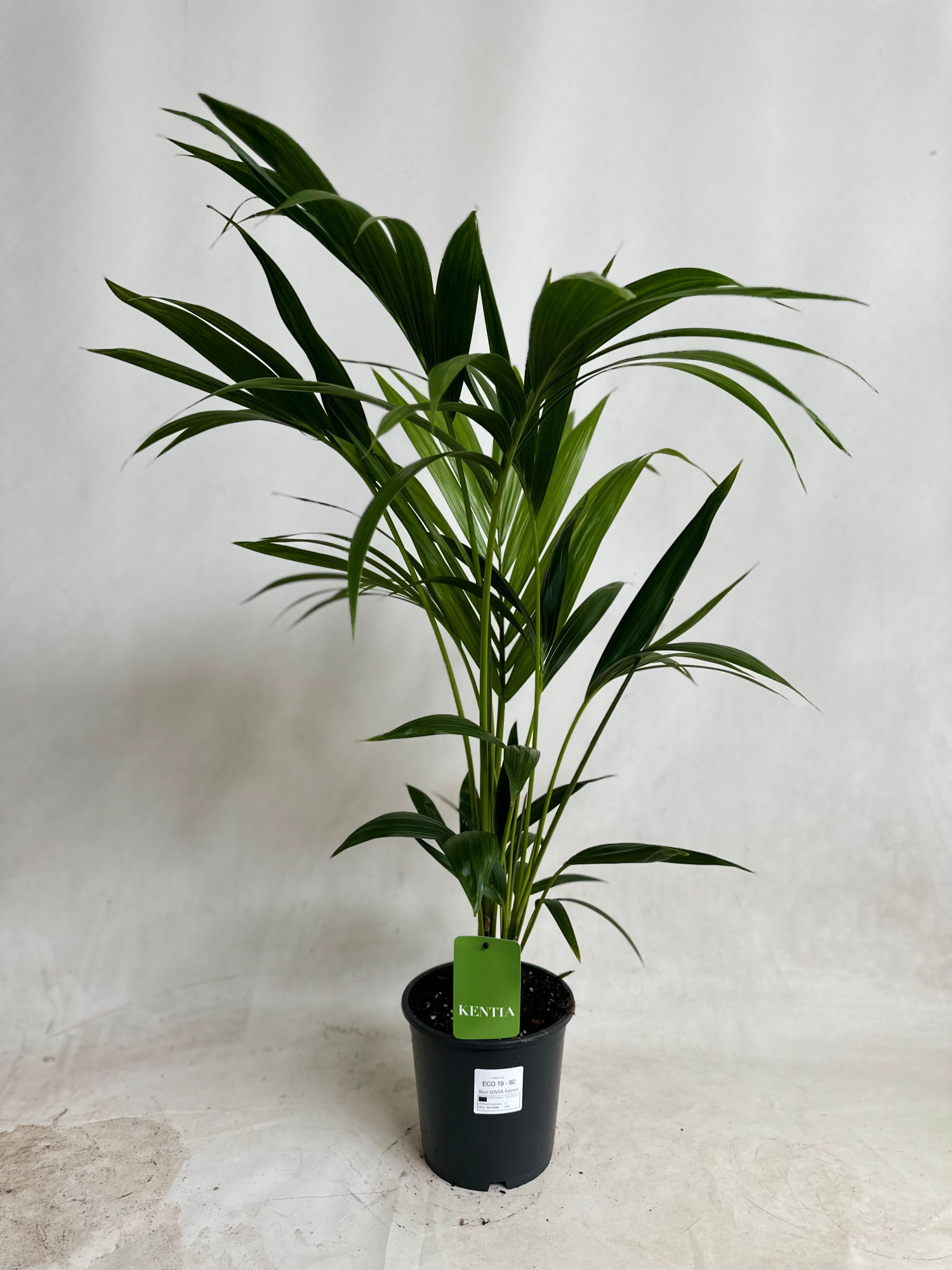 KENTIA - P19 H90 - 5PP - EcoLine (Howea forsteriana, D 19 cm
