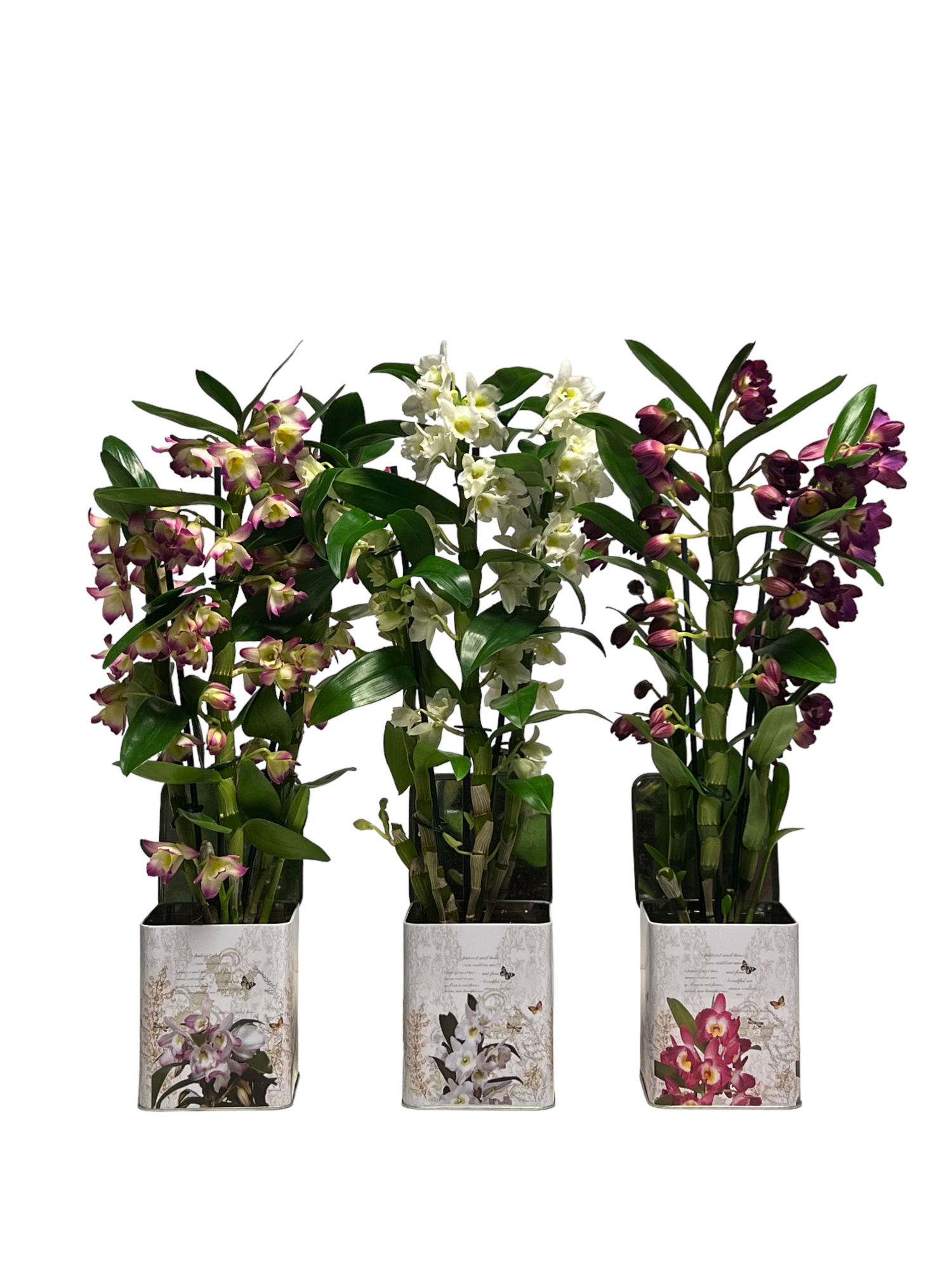 Dendrobium Nobile Mix 3 stam 16+ tros in Blik met Print, D 12