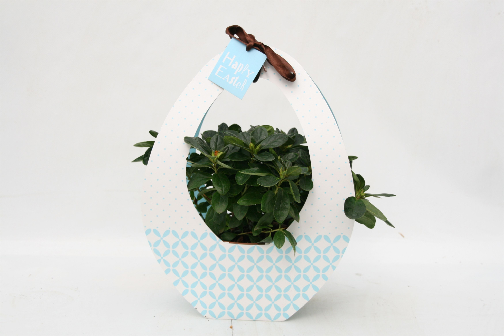 179 : Azalea pot 12 cm in paastas Festival blauw, D 12