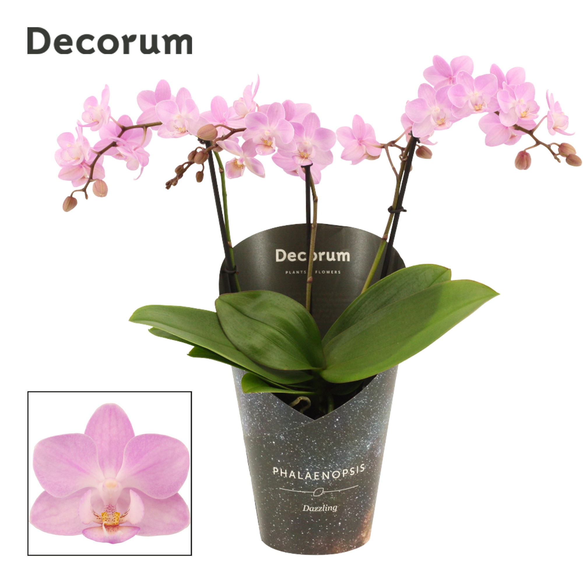 Phalaenopsis dazzling Cotton Candy 3-4 tak (Decorum), D 12