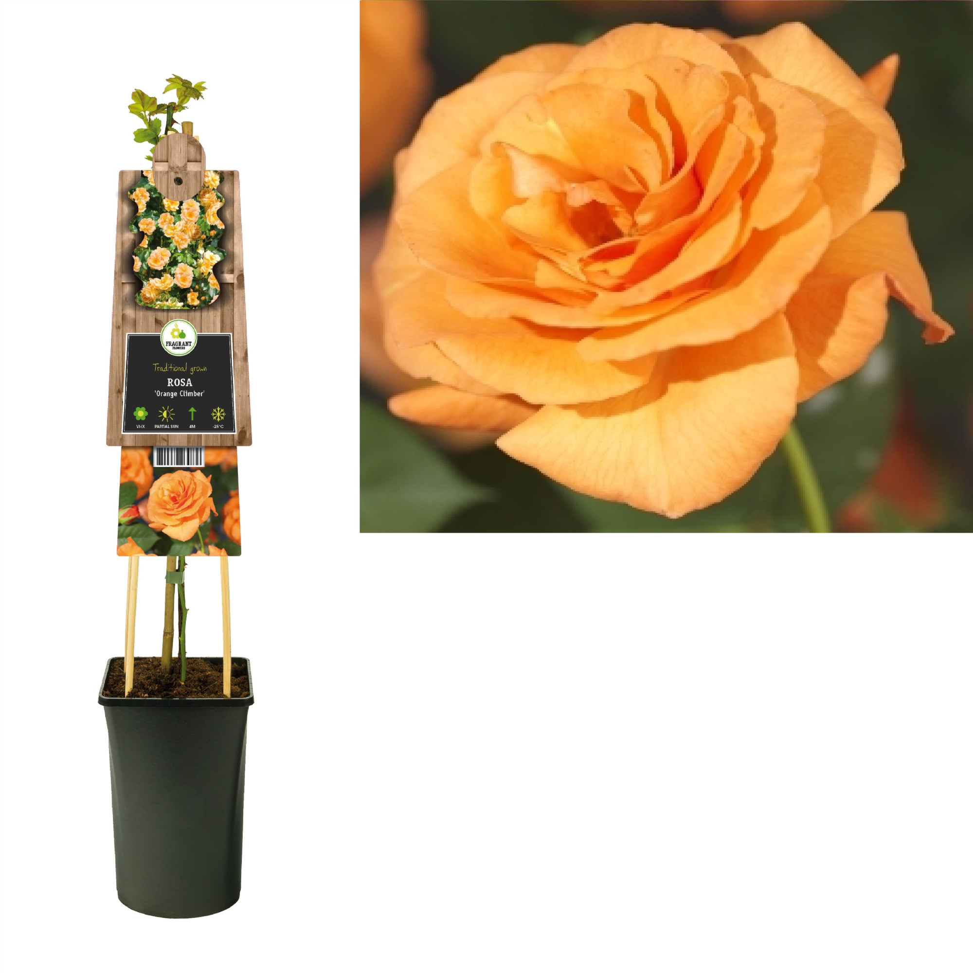Rosa 'Orange Climber' +3.0 label, D 17 cm