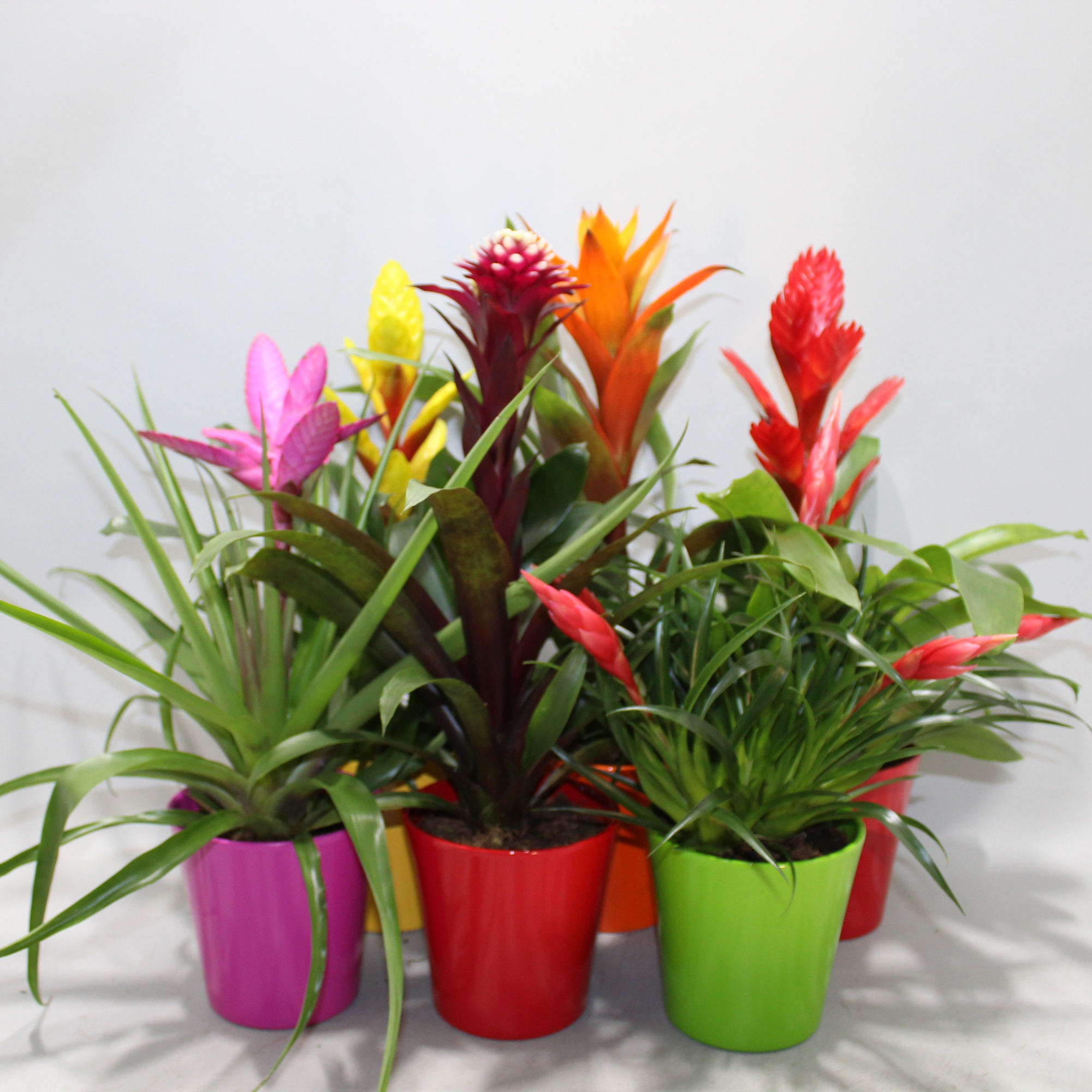 Bromelia Adventure Coco Mix, D 12 cm