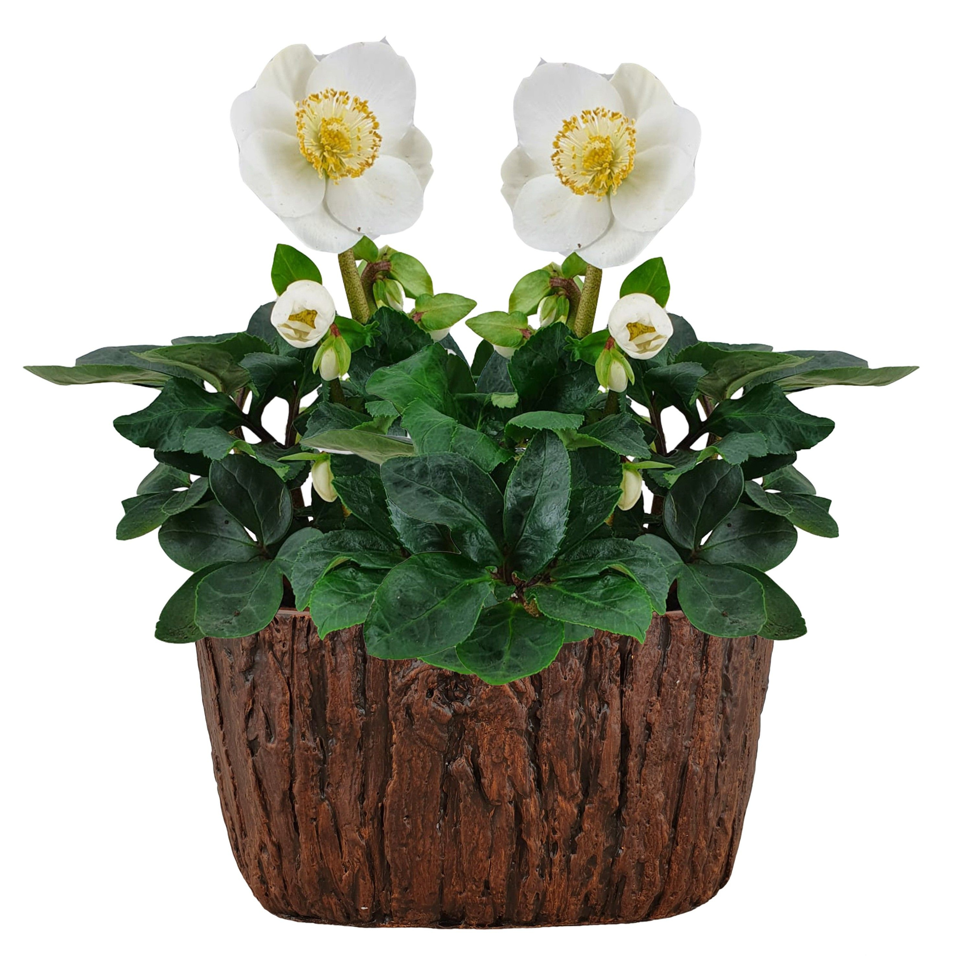 Helleborus Christmas Carol 21 cm boomschors look, D 9