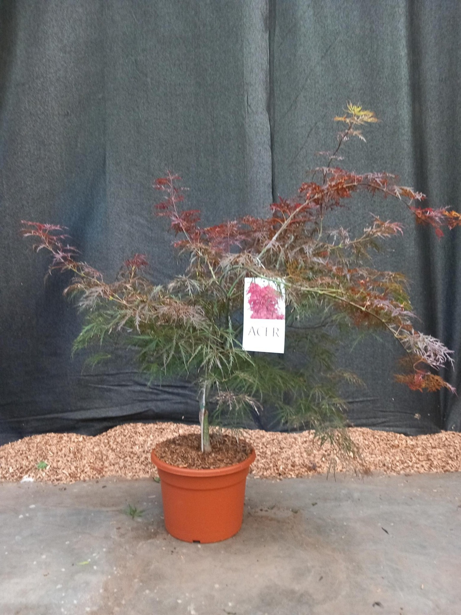 Acer palmatum Garnet, D 32 cm