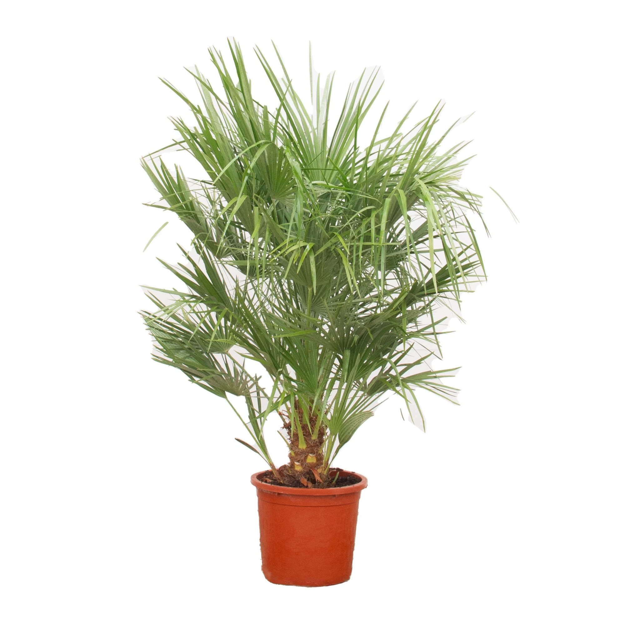 Chamaerops Humilis - 170cm, D 30