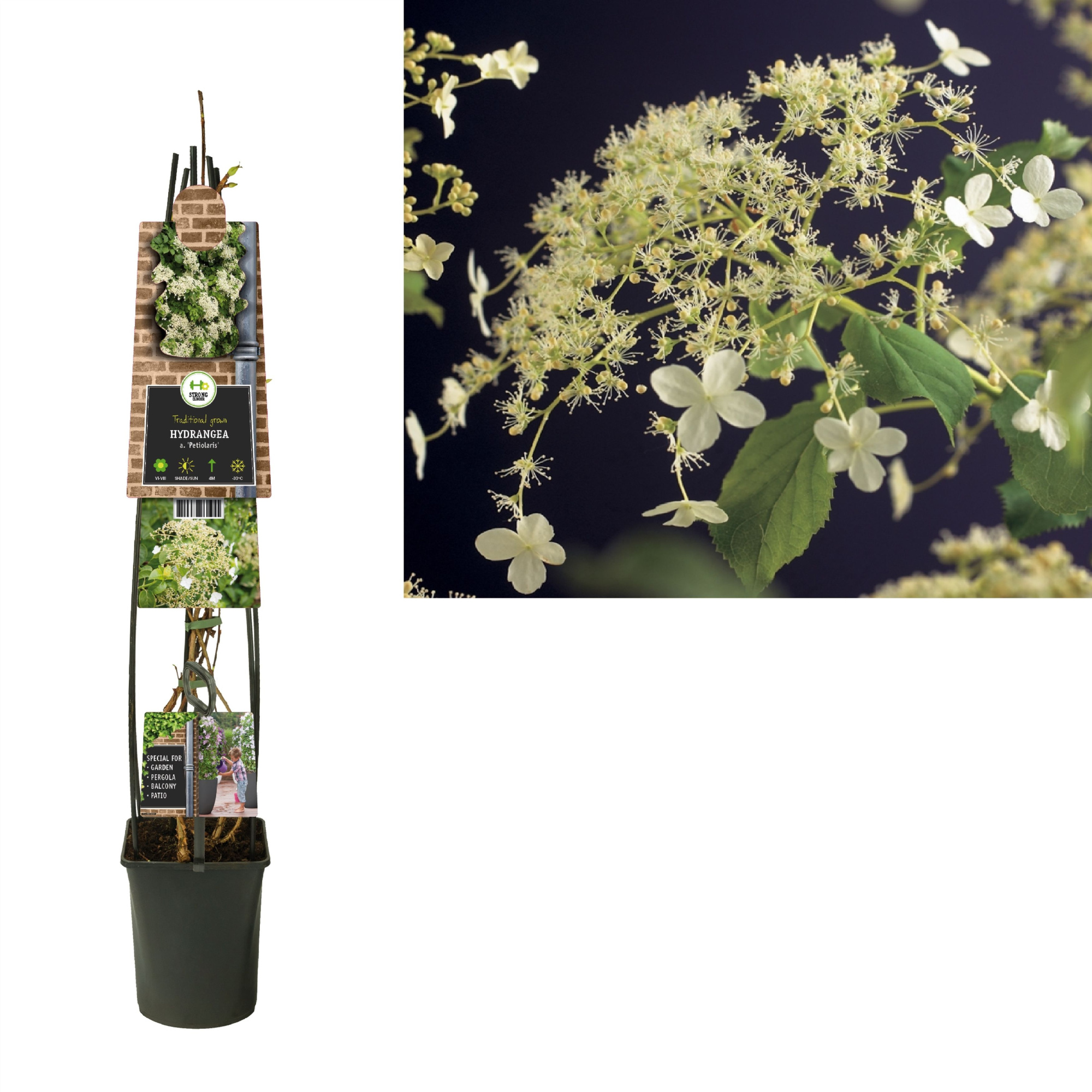 Hydrangea a. 'Petiolaris' +3.0 label, D 23 cm