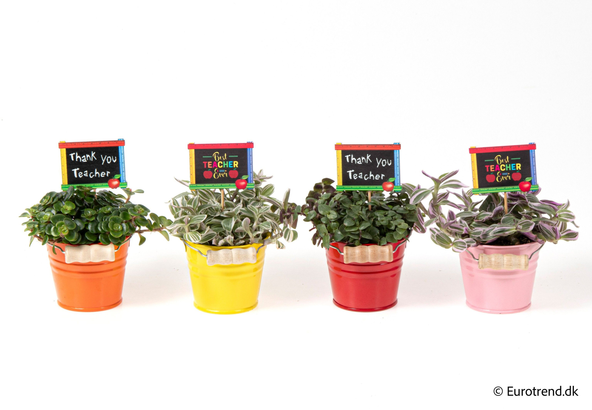 Green mix in Zink buckets - Spring, Summer & Autumn 2025, D 6 cm