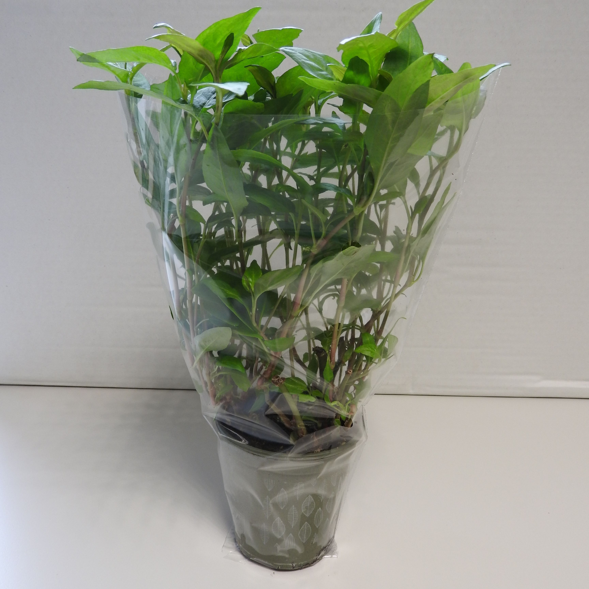 Koriander Thaï P9, D 9 cm