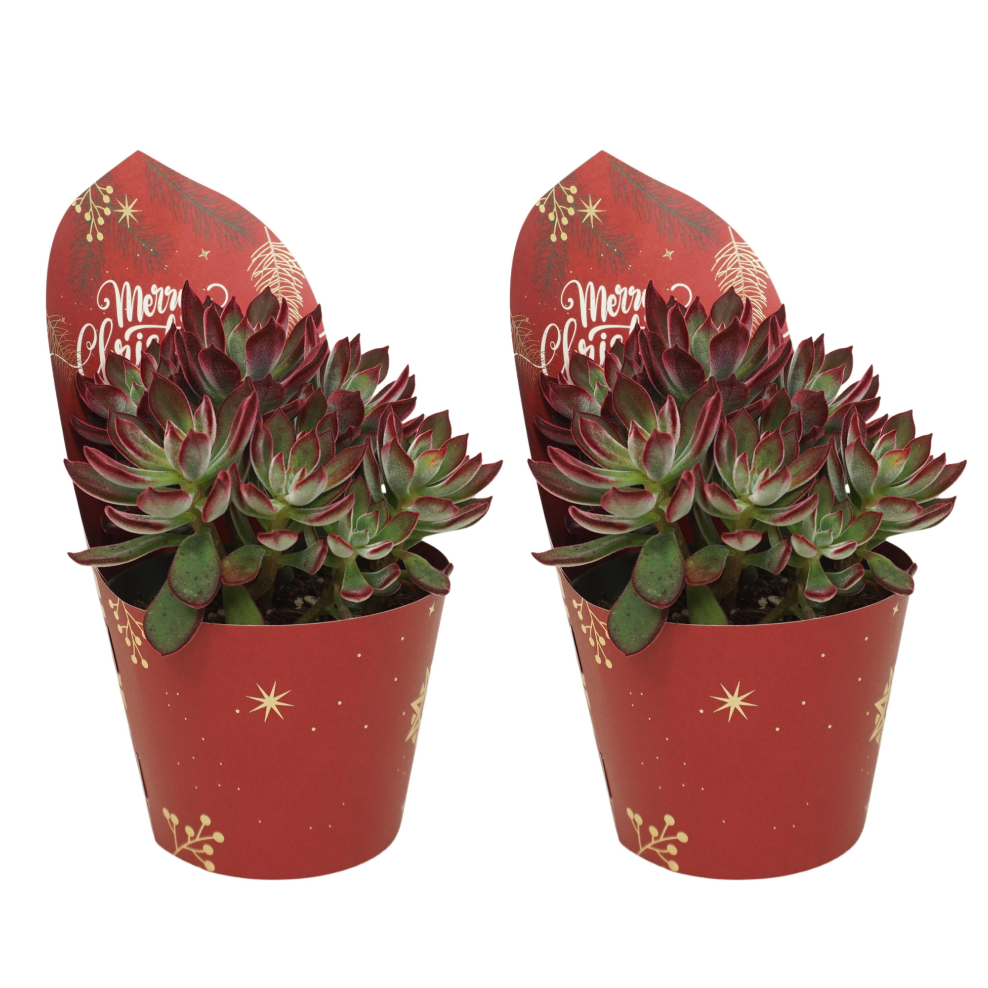 Echeveria pulvinata 'Devotion' 13 cm in Kerst potcover, D 13 cm