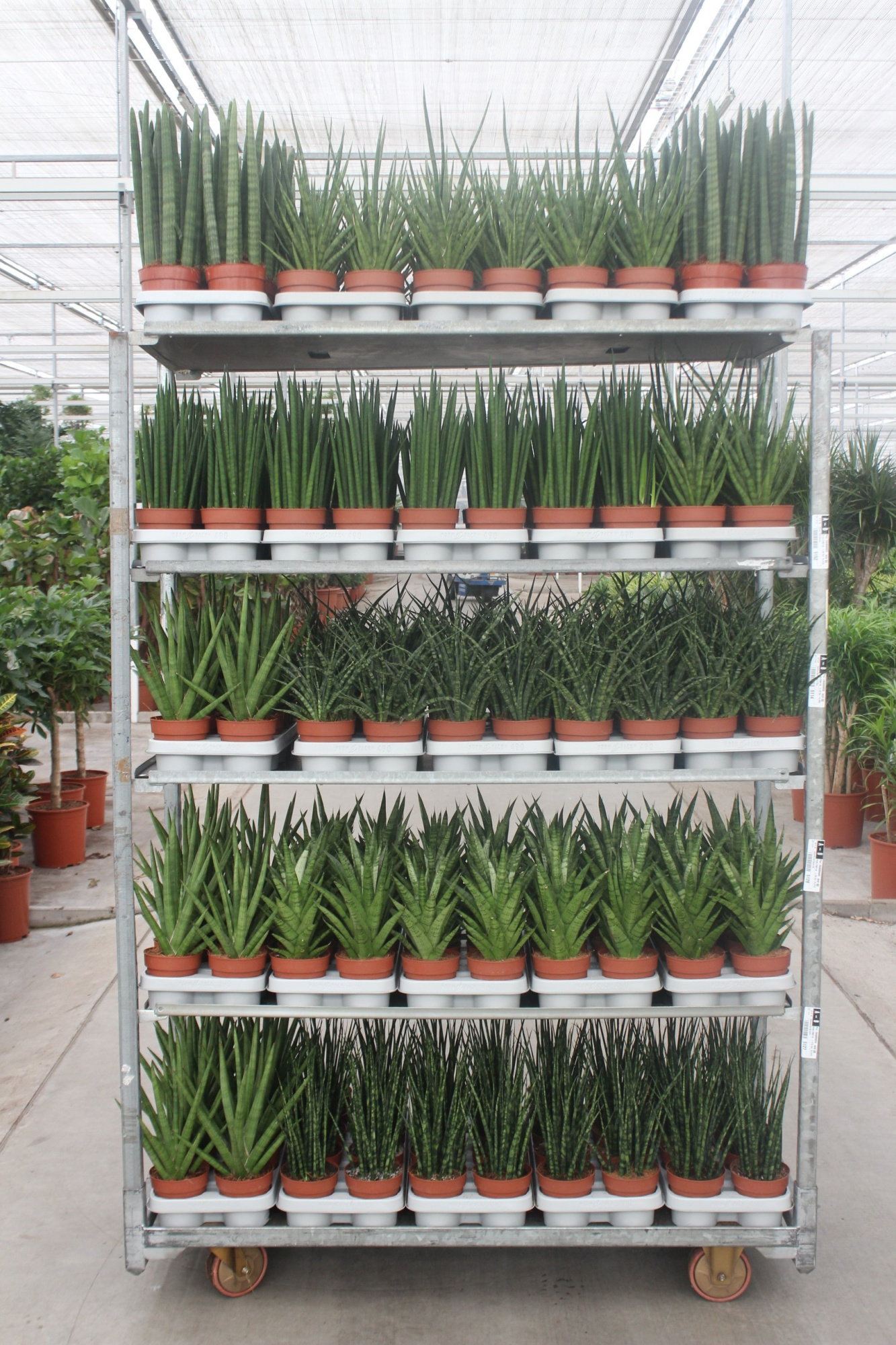 Sansevieria Luxe Mixkar "Rough & Tough", D 12 cm