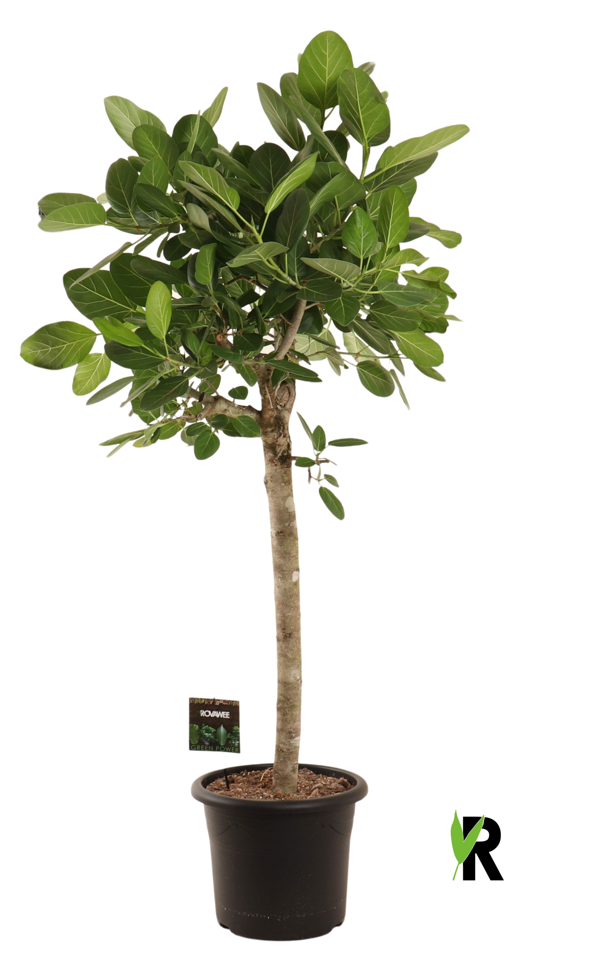 Ficus bengh. Audrey op stam, D 40