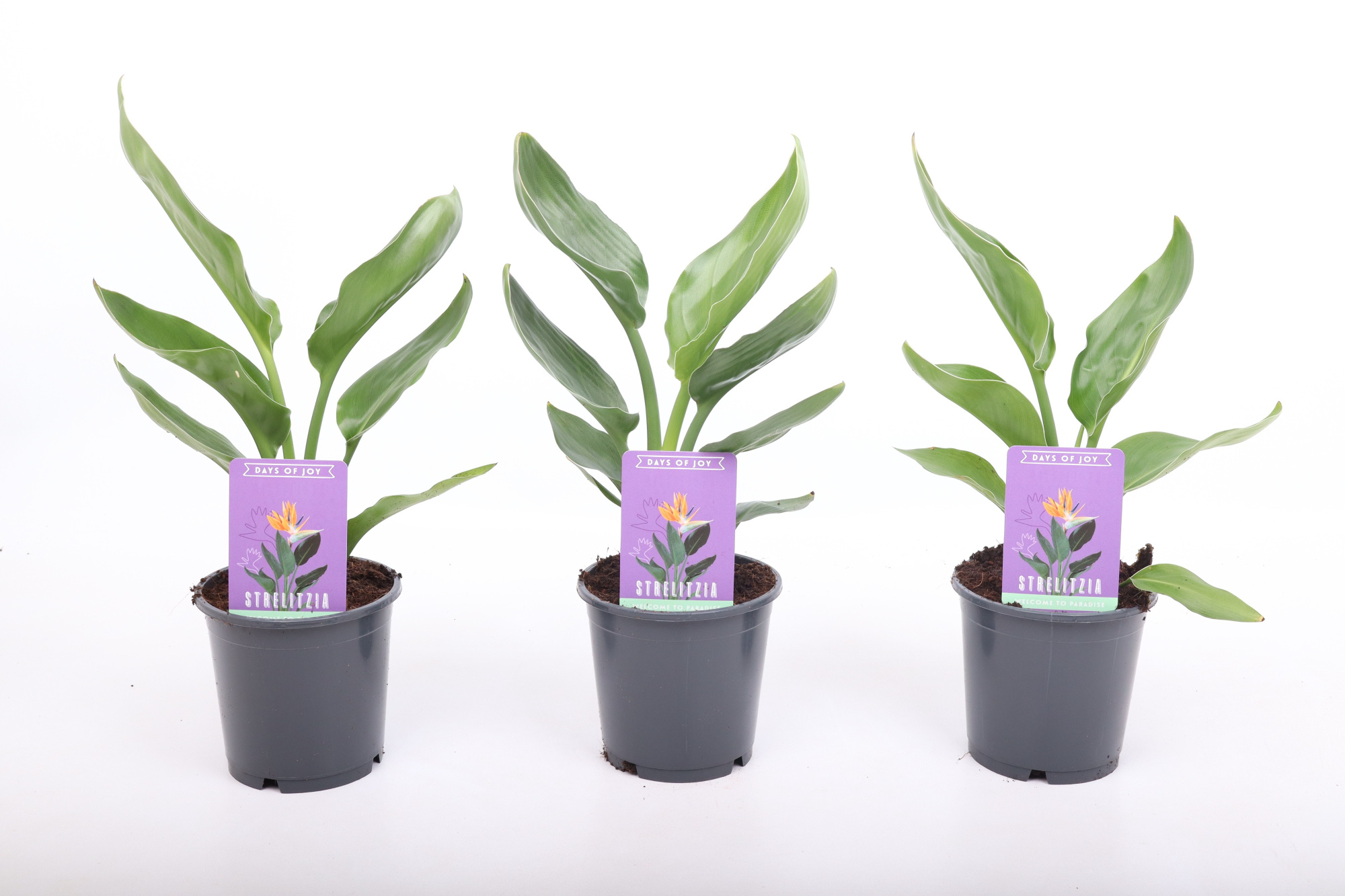 Strelitzia reginae, D 12