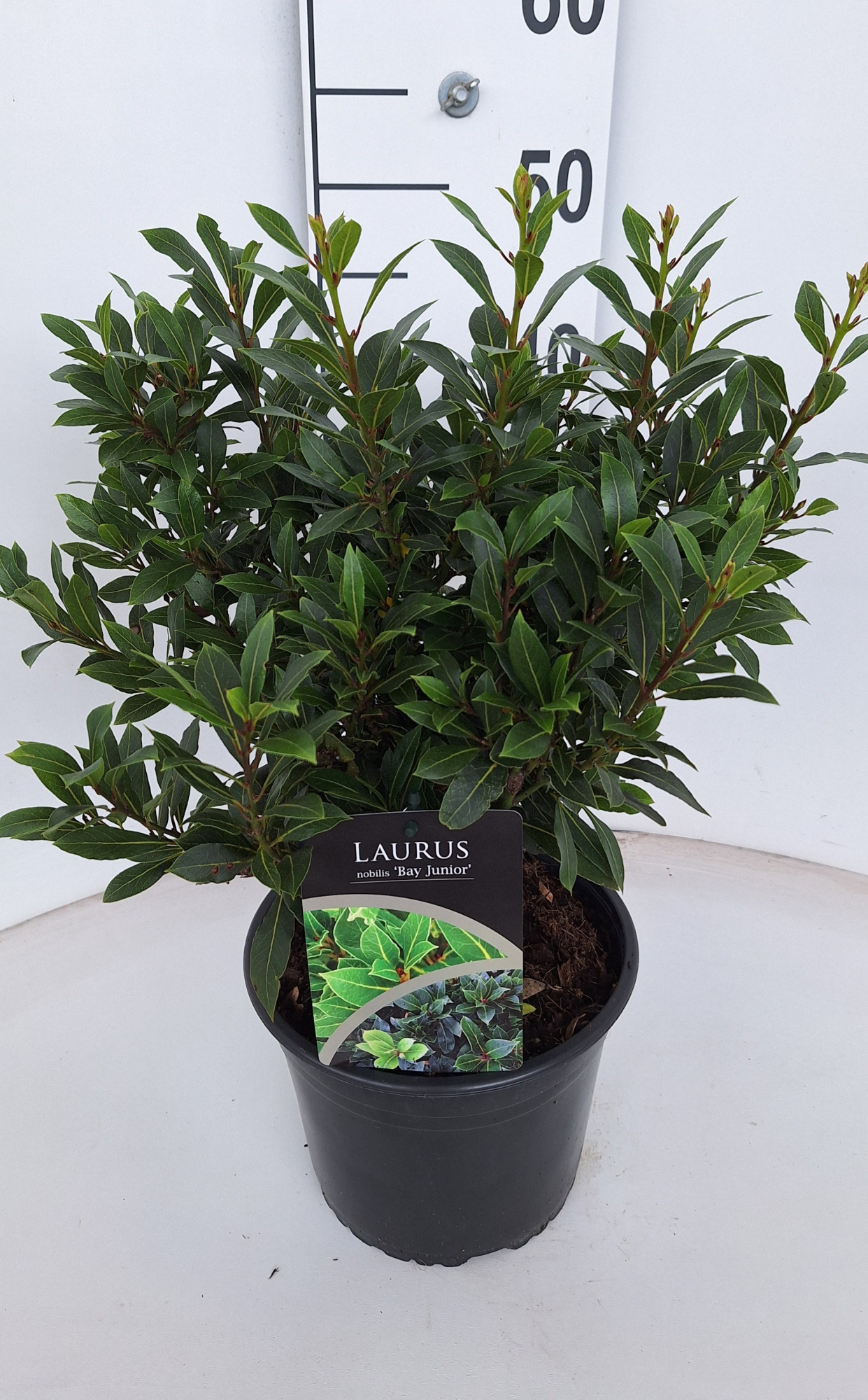 Laurus nobilis Bay Junior, D 21 cm
