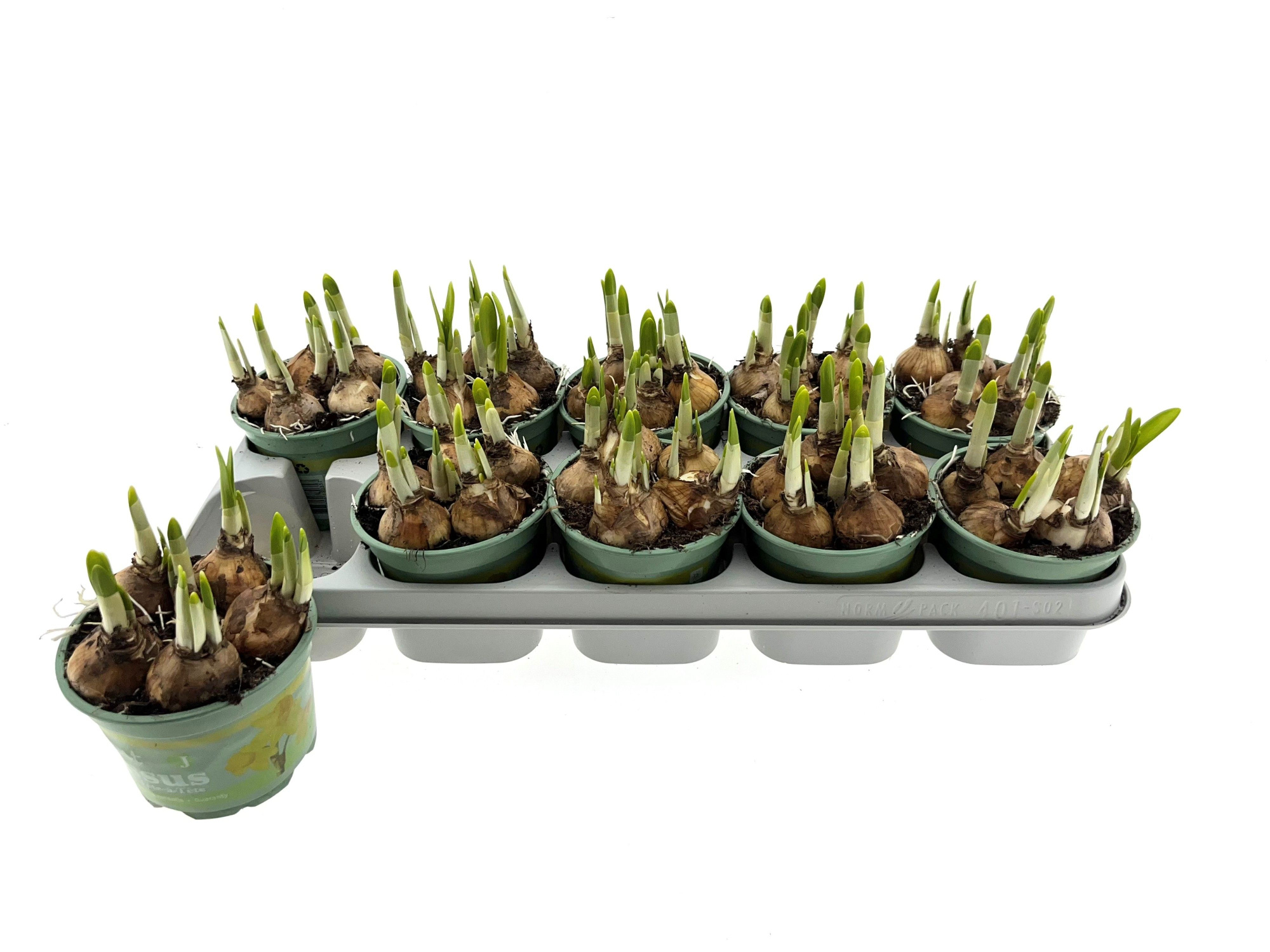 Narcis Tete a tete 12 cm, D 12