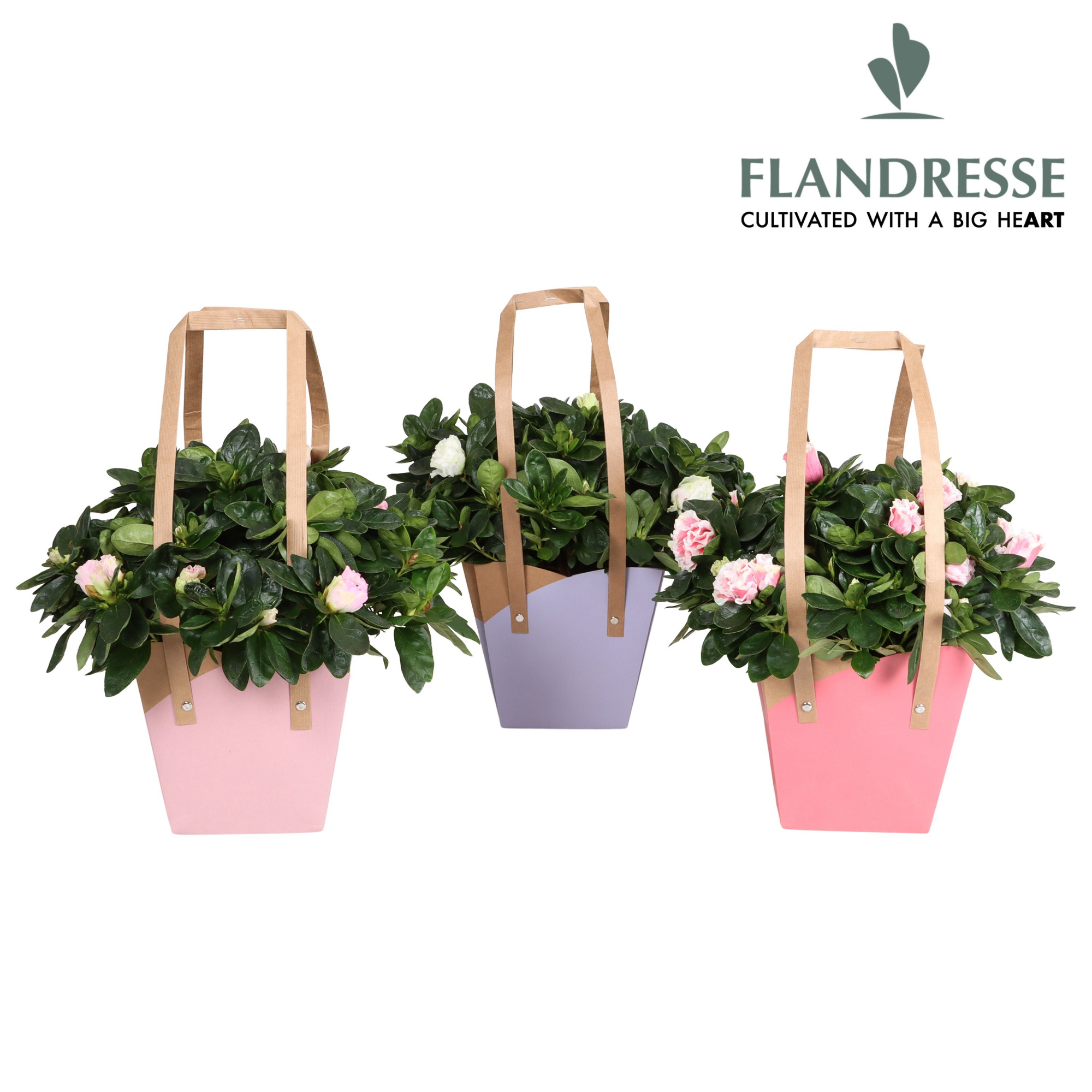 Azalea Flandresse® New Frontiers Draagtas, D 14