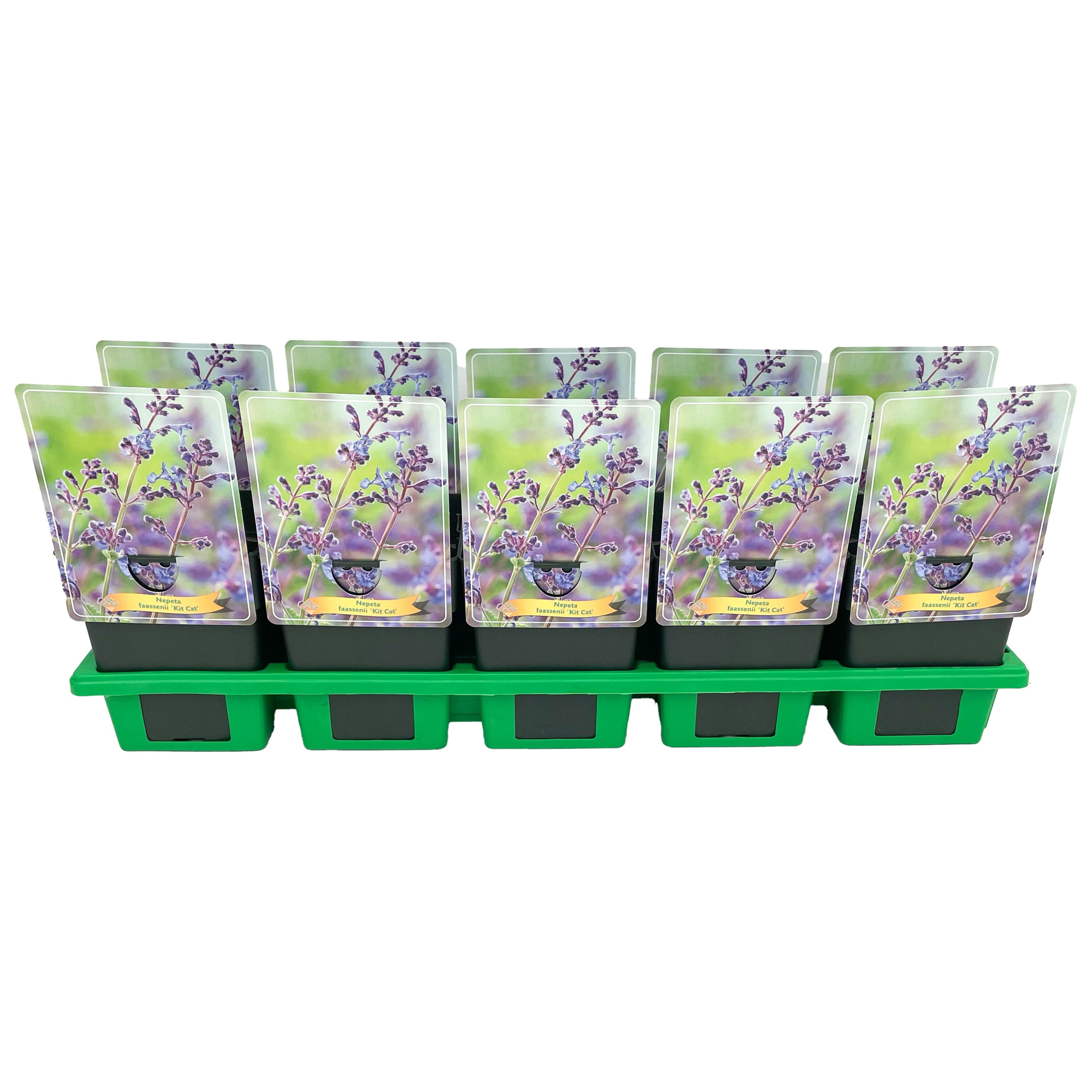 Nepeta faassenii 'Kit Cat' P11, D 11 cm