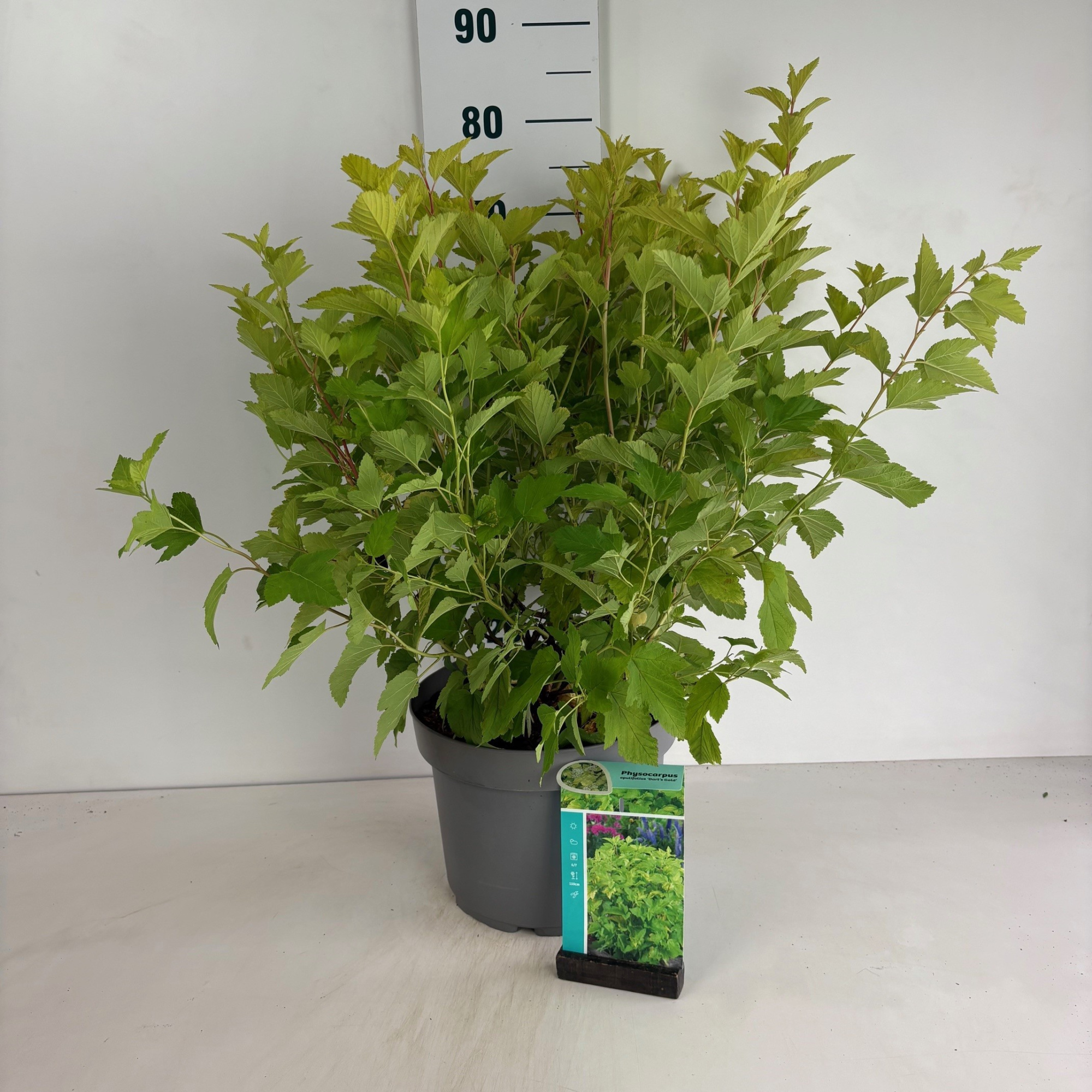 Physocarpus opulifolius Dart's Gold, D 29 cm