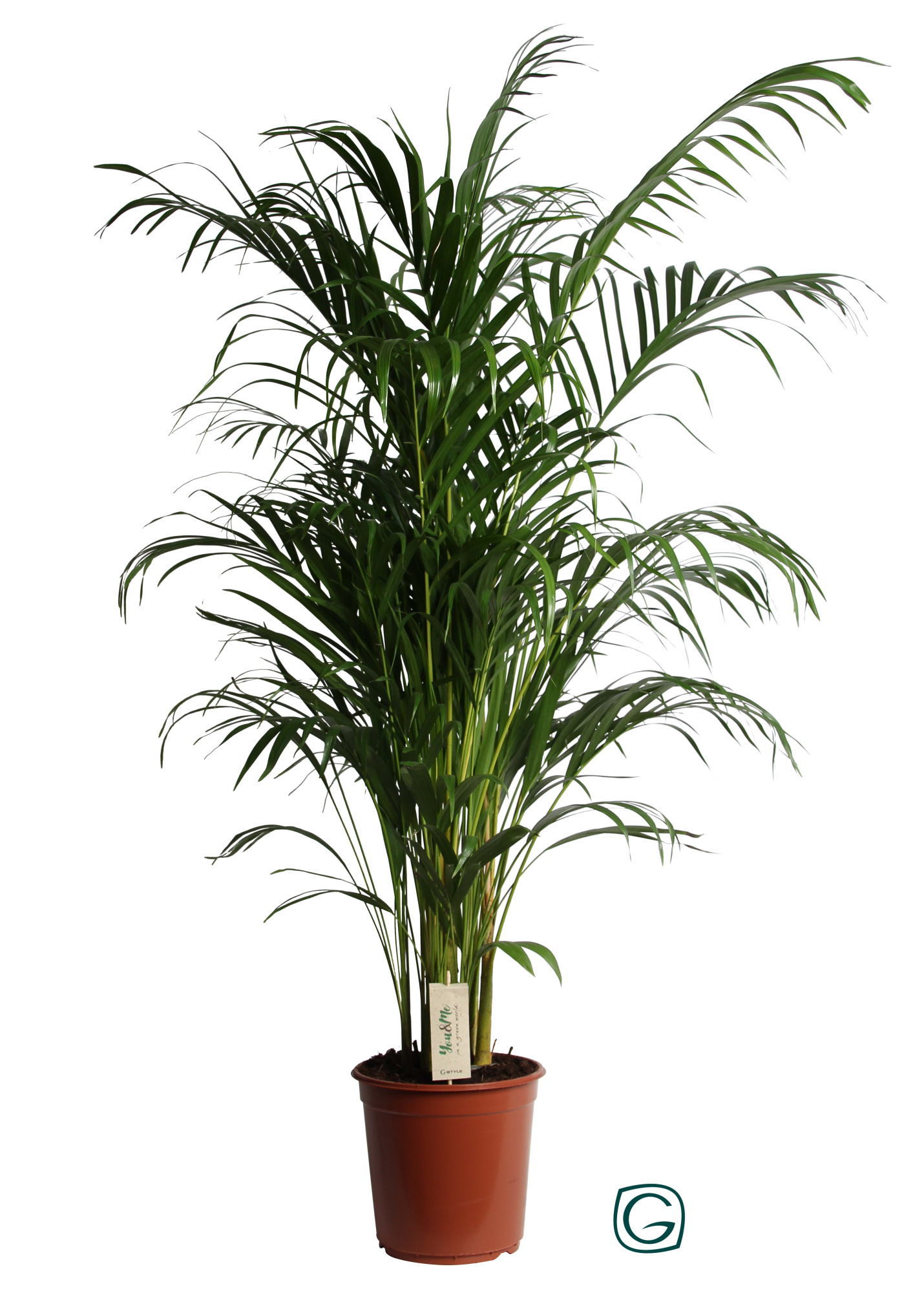 Dypsis Lutescens (Areca) P24 140, D 24 cm
