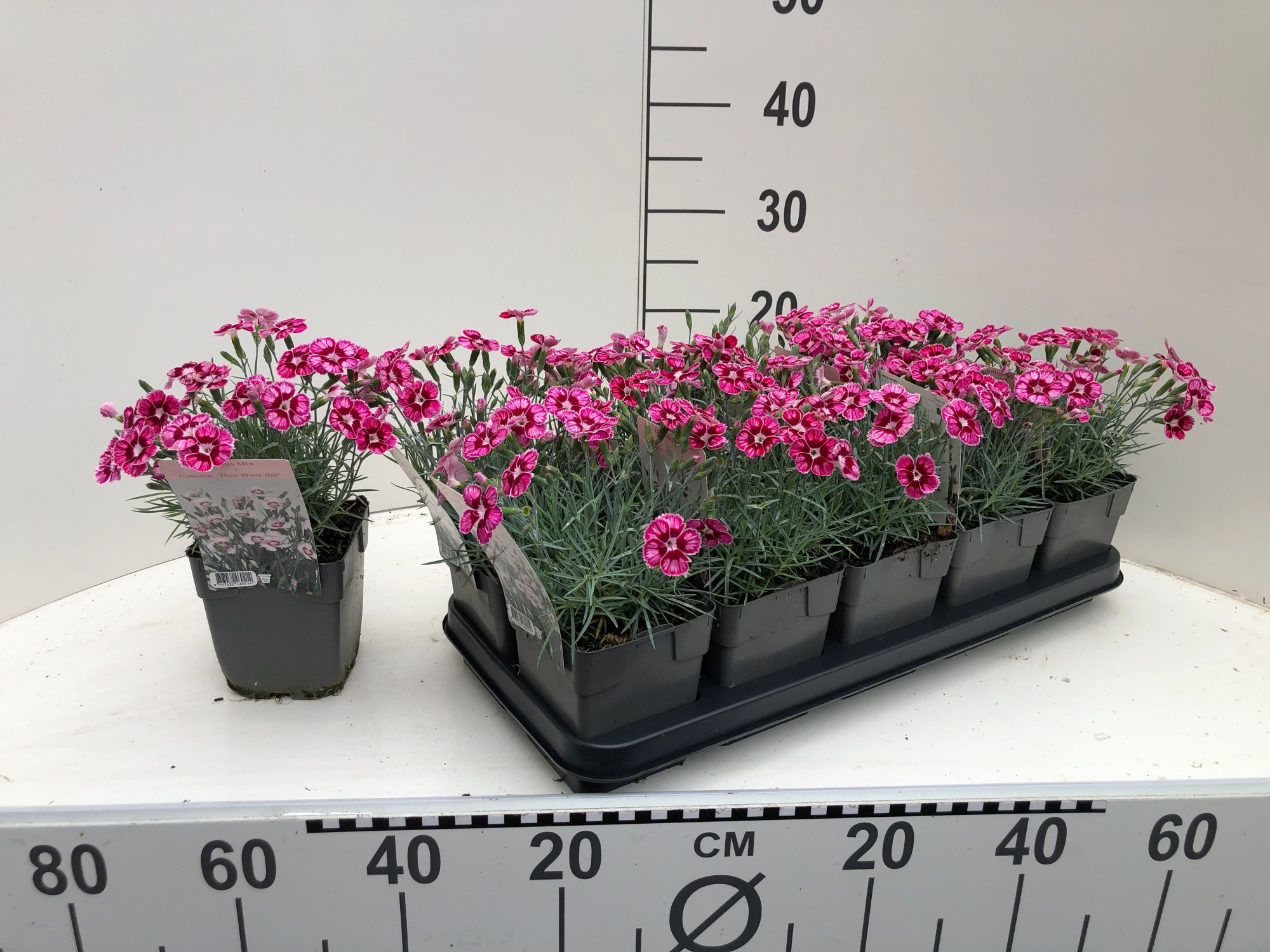 DVDS P13 Dianthus plumarius Different Colors, D 13