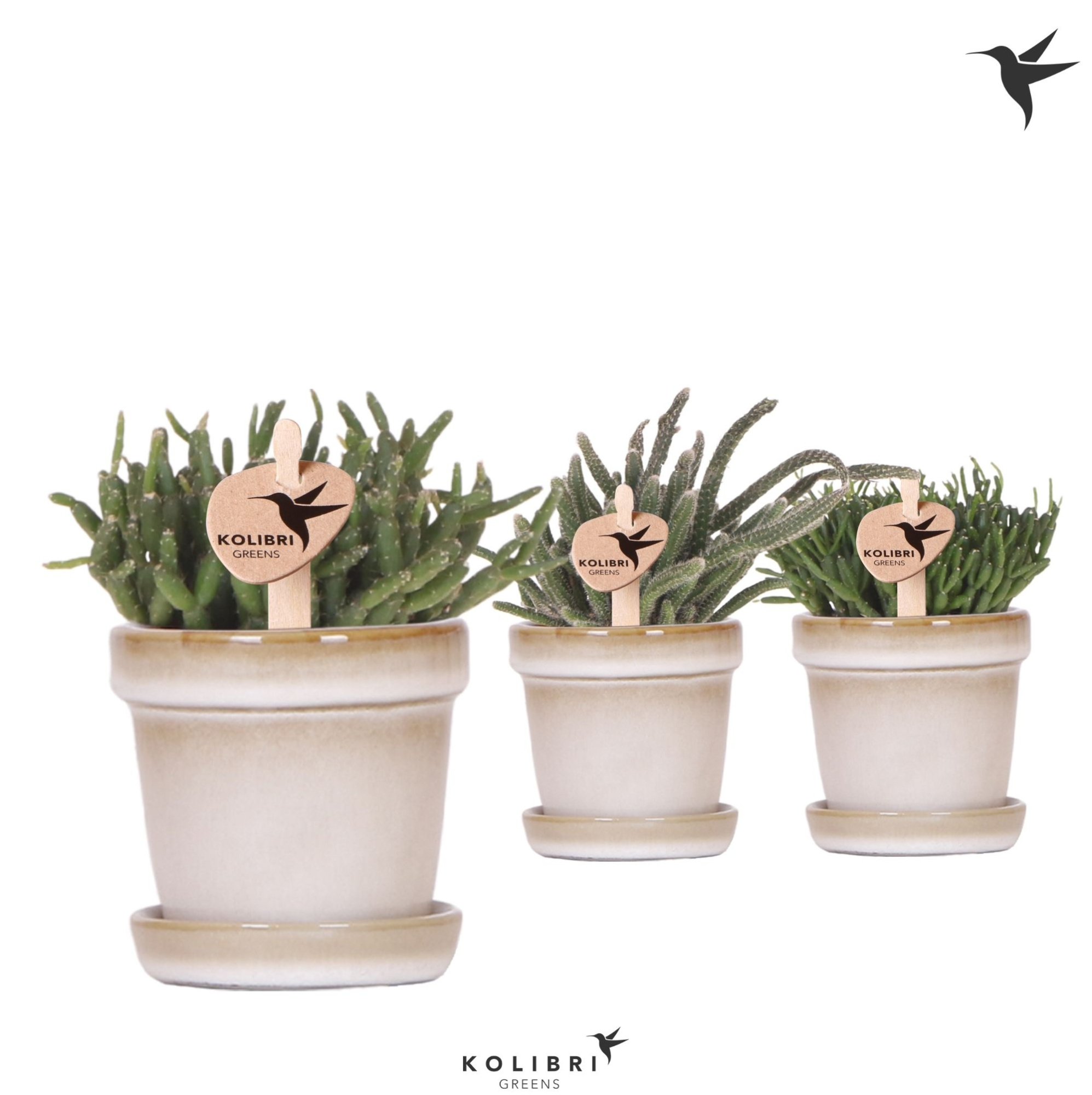 Kolibri Greens Rhipsalis mix in Flower pot sand, D 12 cm