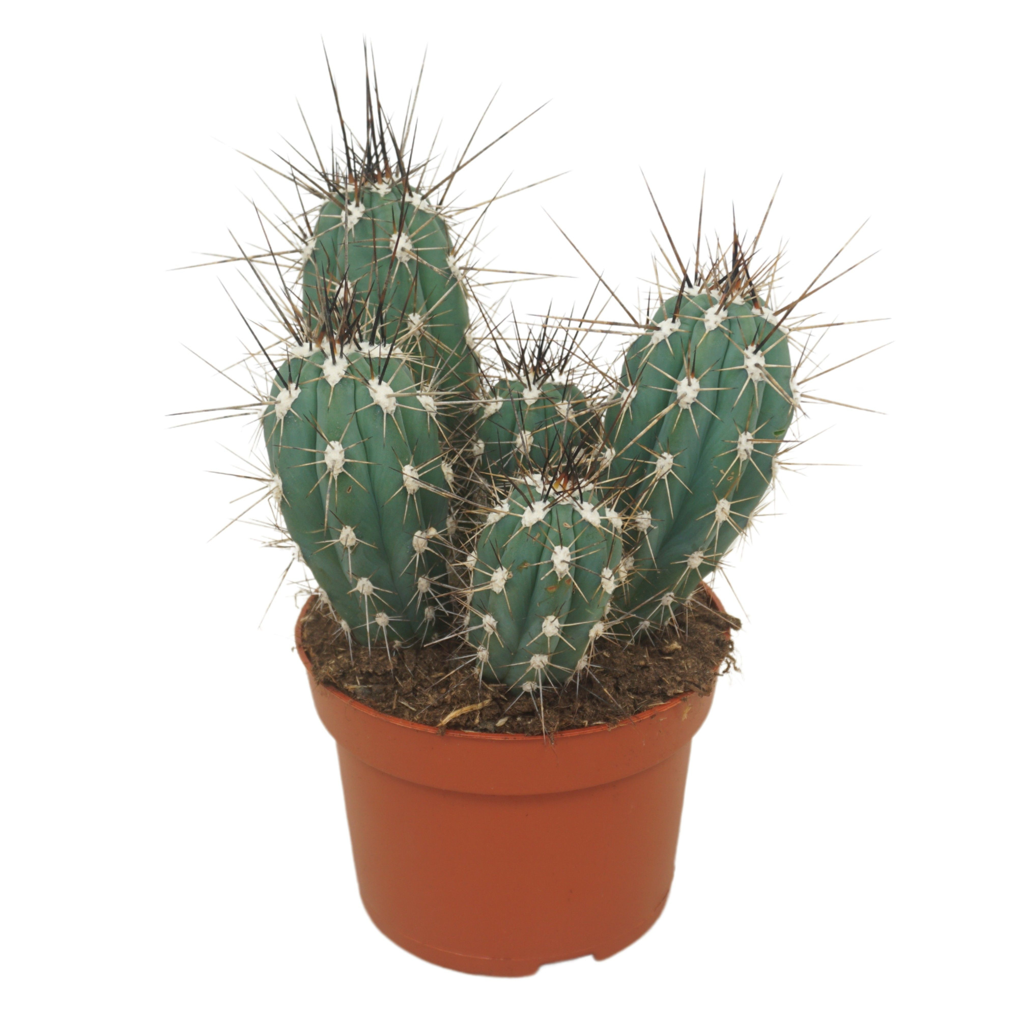 Stetsonia coryne 13 cm, D 13 cm