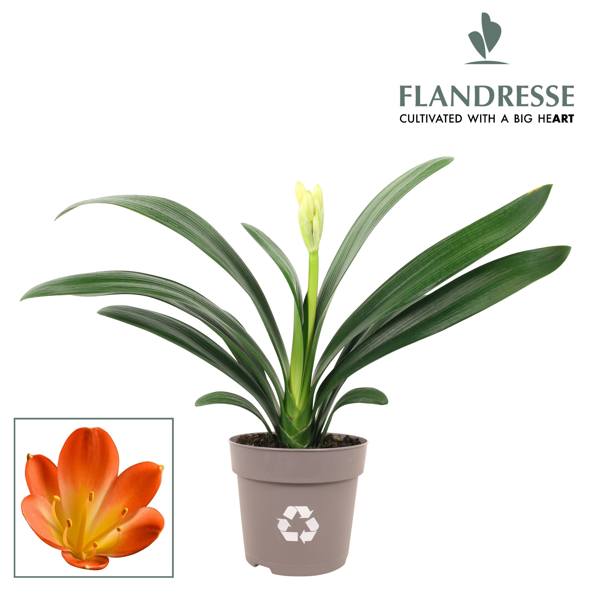 Clivia Flandresse® Strong! orange, D 13