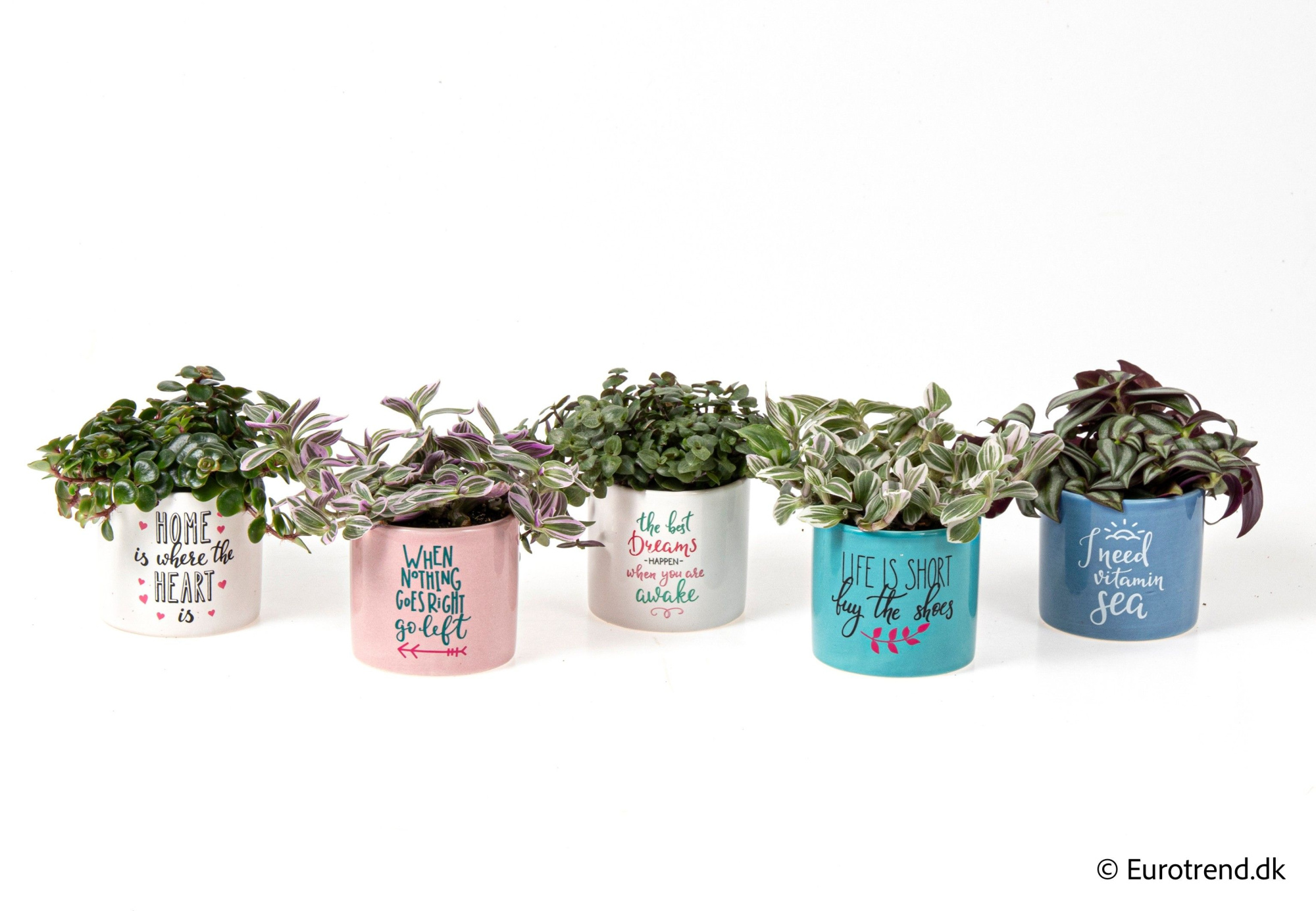 Green mix in ceramic- Spring, Summer & Autumn 2025, D 6 cm