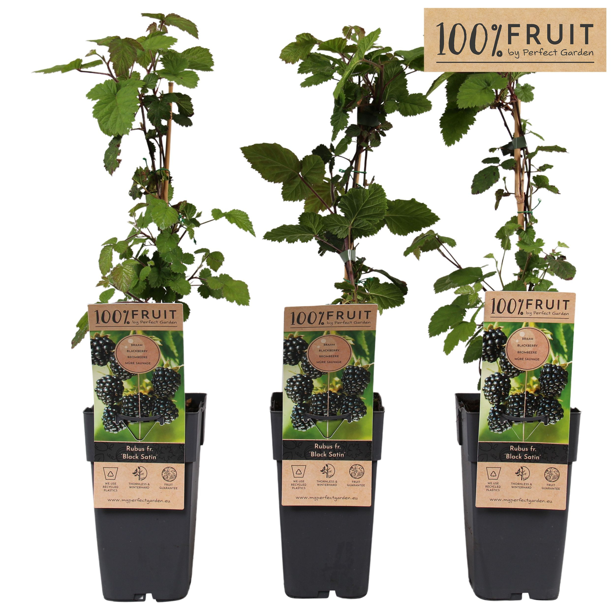 Rubus fruticosus Black Satin P15, D 15 cm