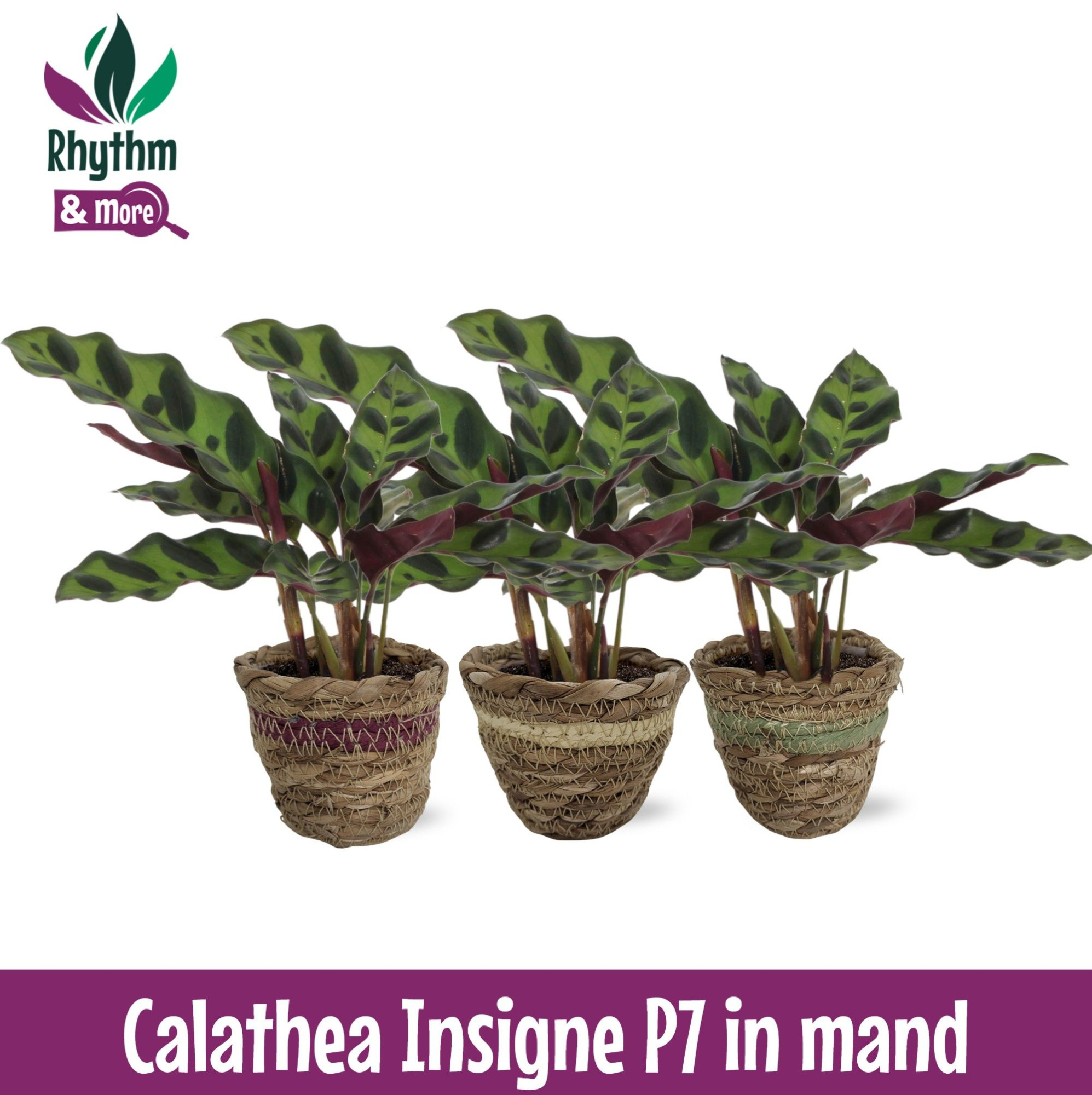 Calathea 7cm Insigne in Mand, D 7 cm