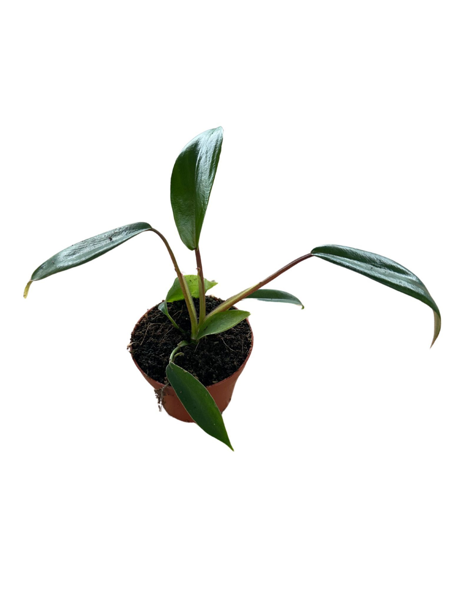 Philodendron Joepii, D 6 cm