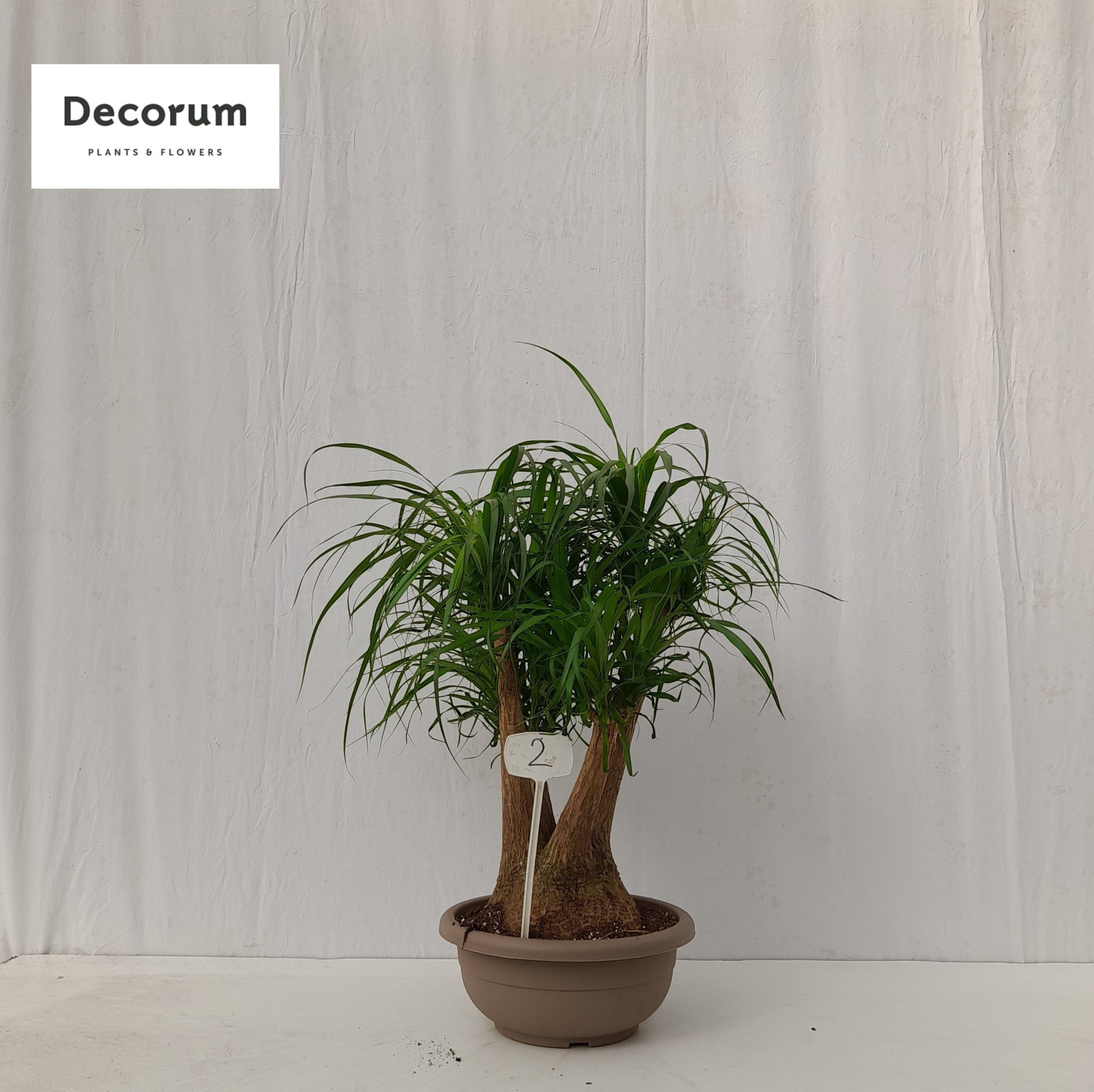 Beaucarnea vertakt op nummer 02, D 40 cm