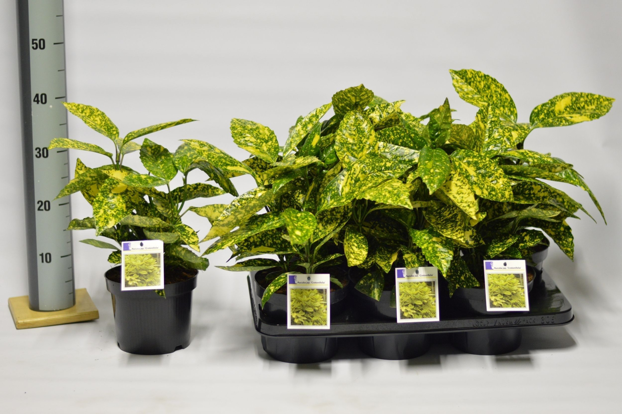 Aucuba jap. Crotonifolia, D 17 cm