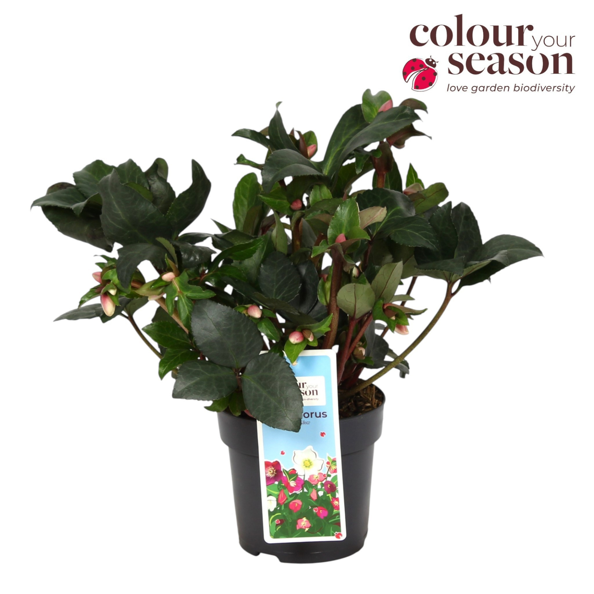 Helleborus Angel Glow P15, D 15