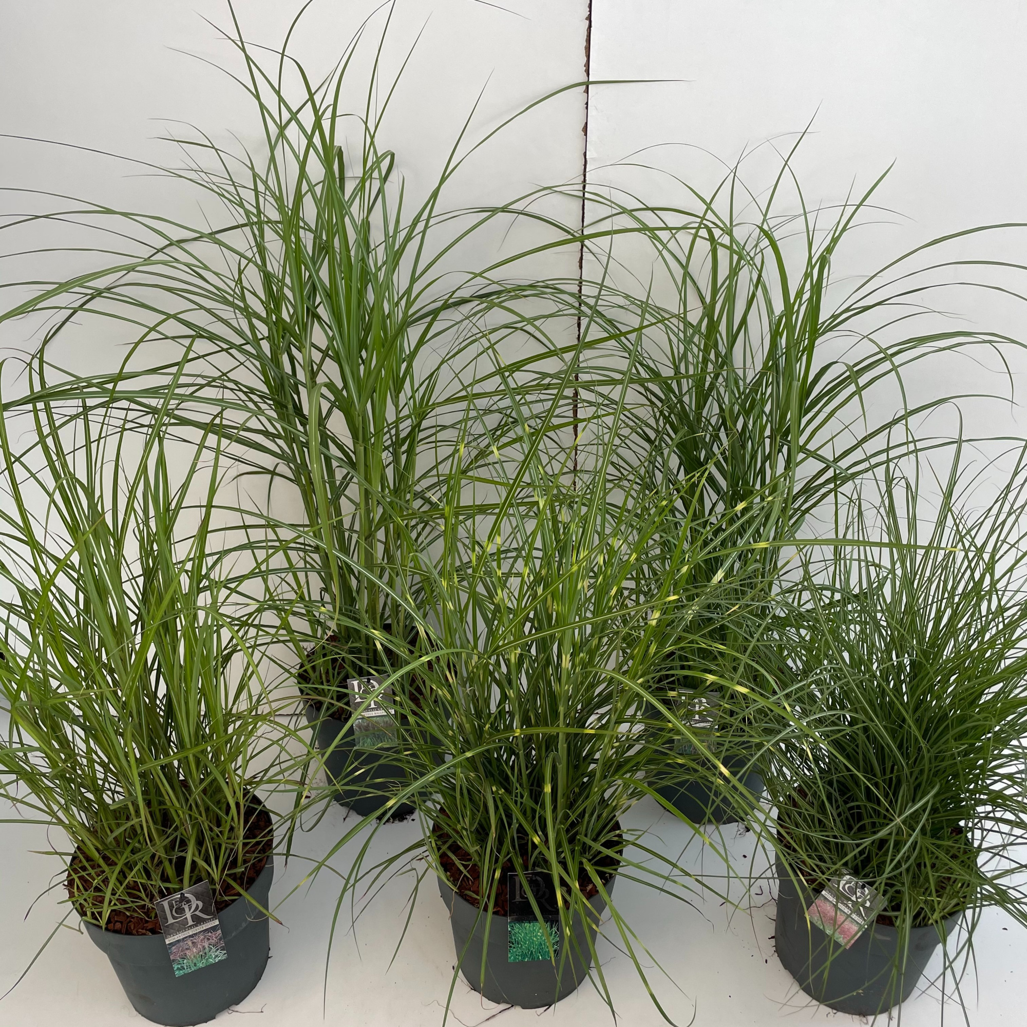 Miscanthus mix, D 29 cm