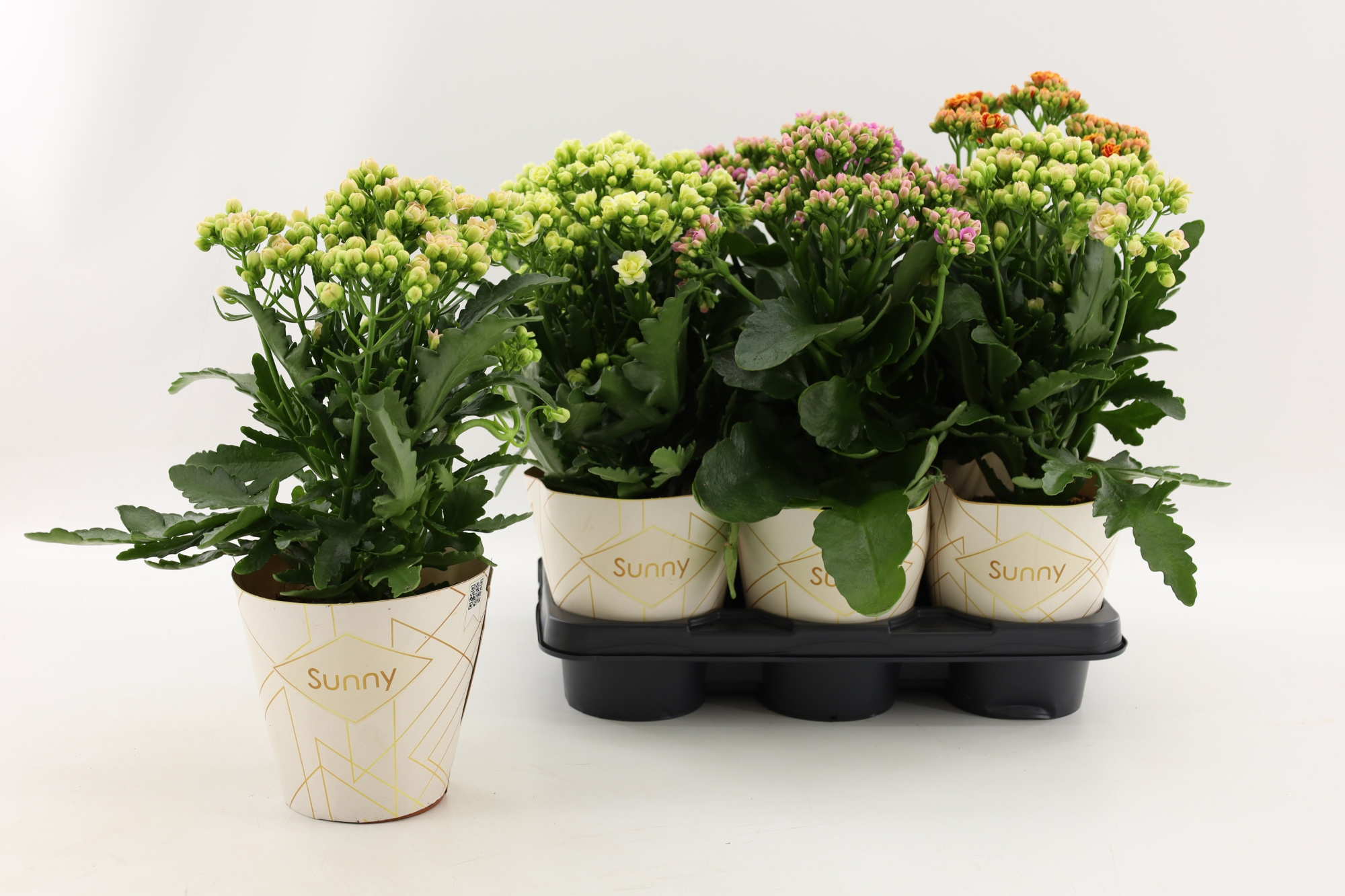 Kalanchoe Sunny mix in tray, D 14