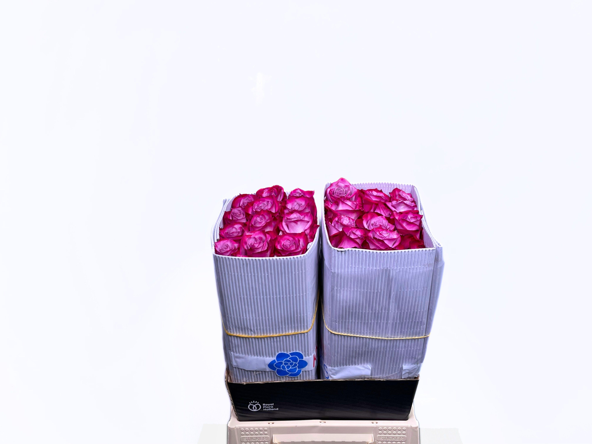 Роза од. Дип Перпл 40, шт.