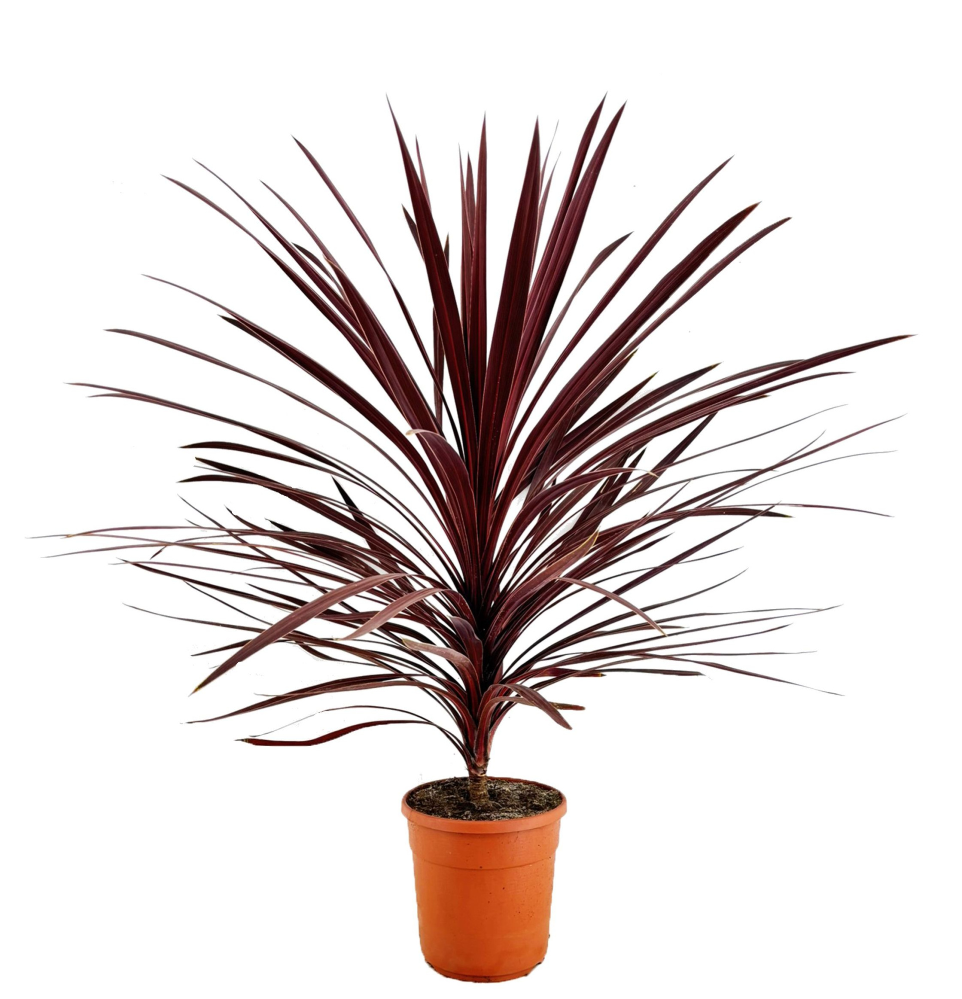 Cordyline australis red star, D 24 cm