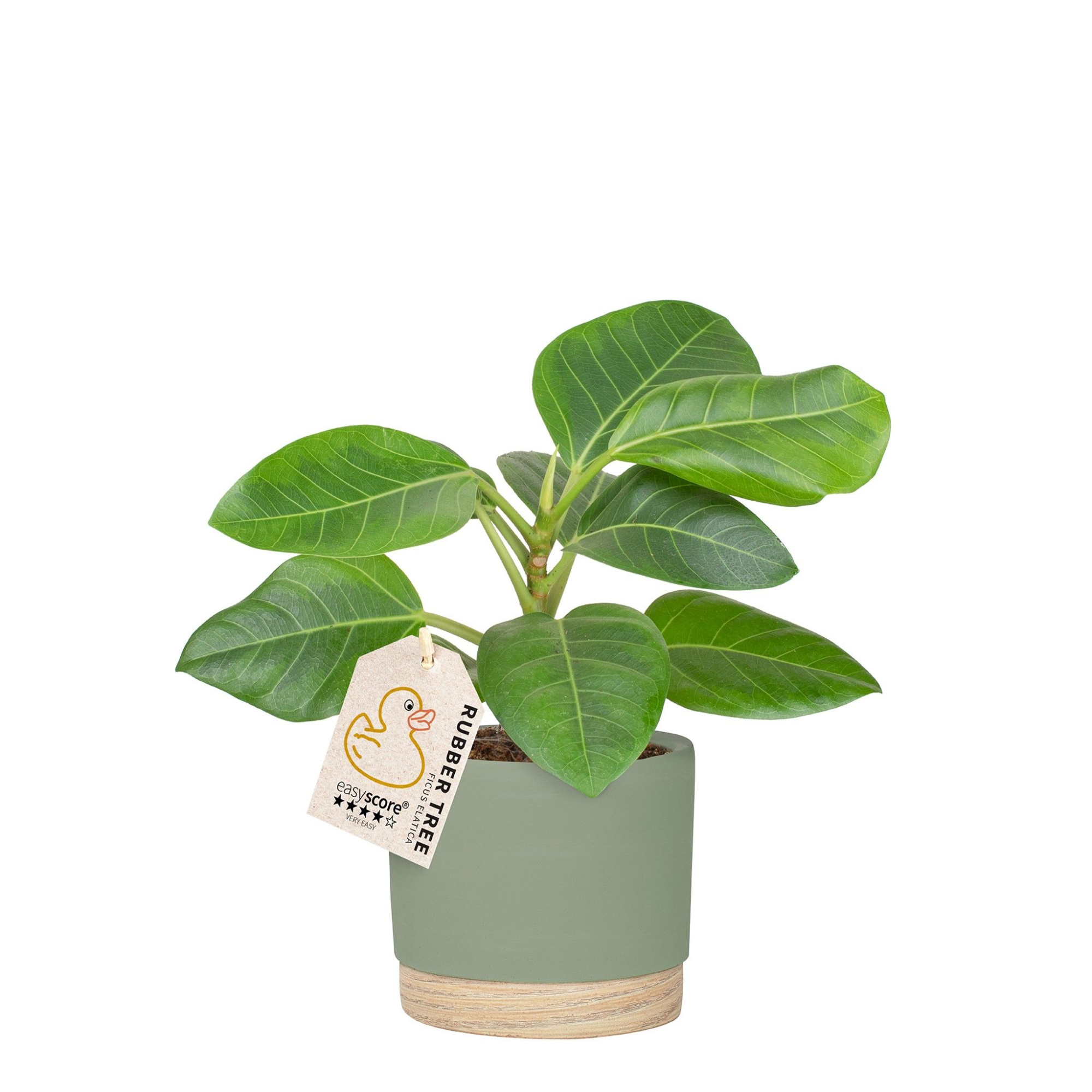 Woodbase Green, Ficus Altissima, D 12