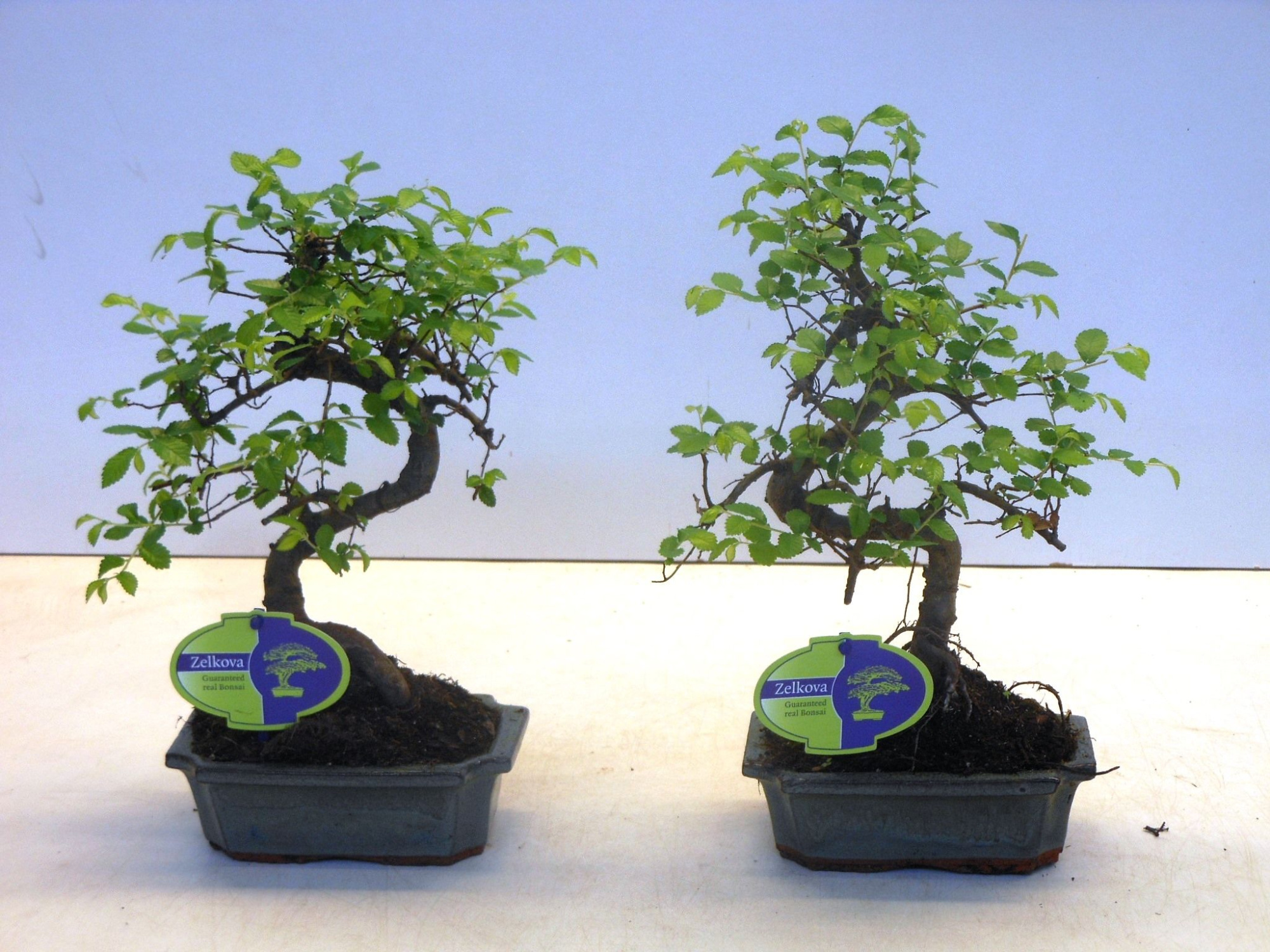 Zelkova parvifolia, 15cm., shape, without driptray, D 15