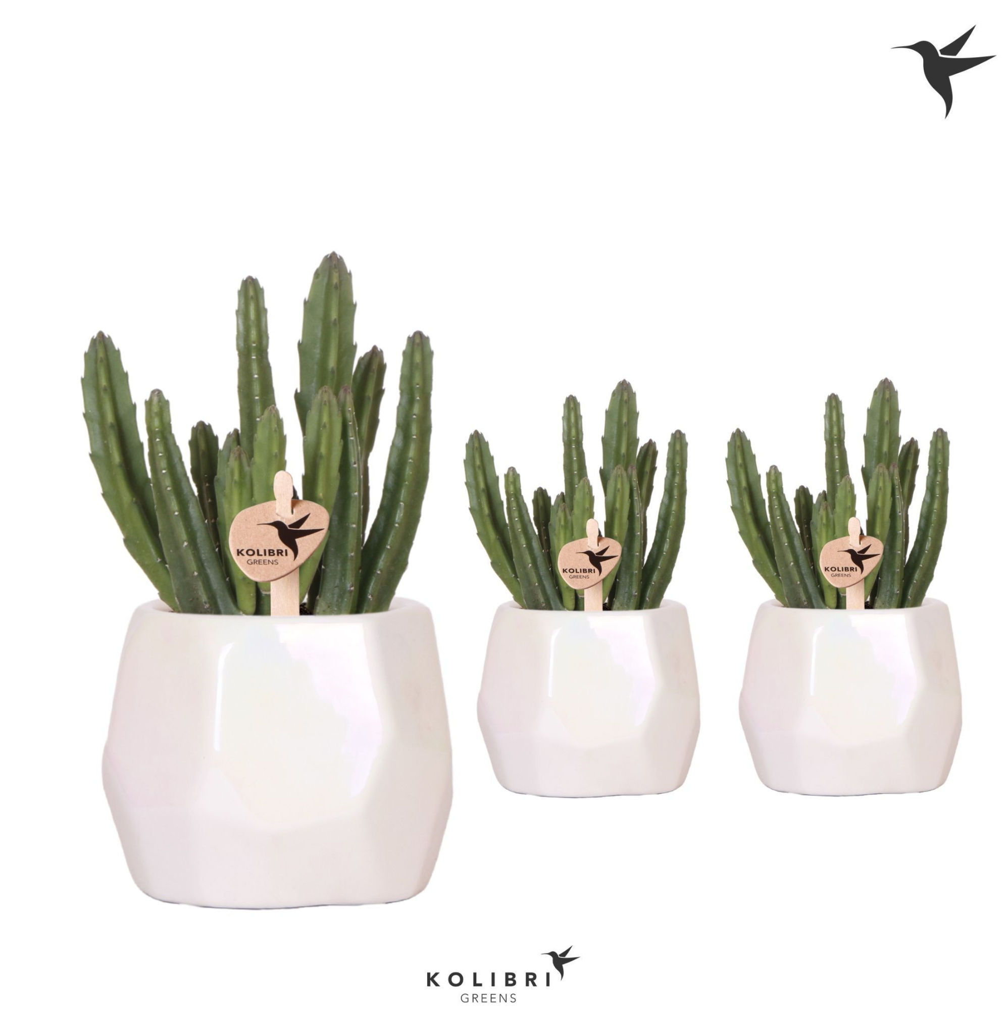 Kolibri Greens Stapelia Leendertziae in Pearl pot travertine, D 9 cm